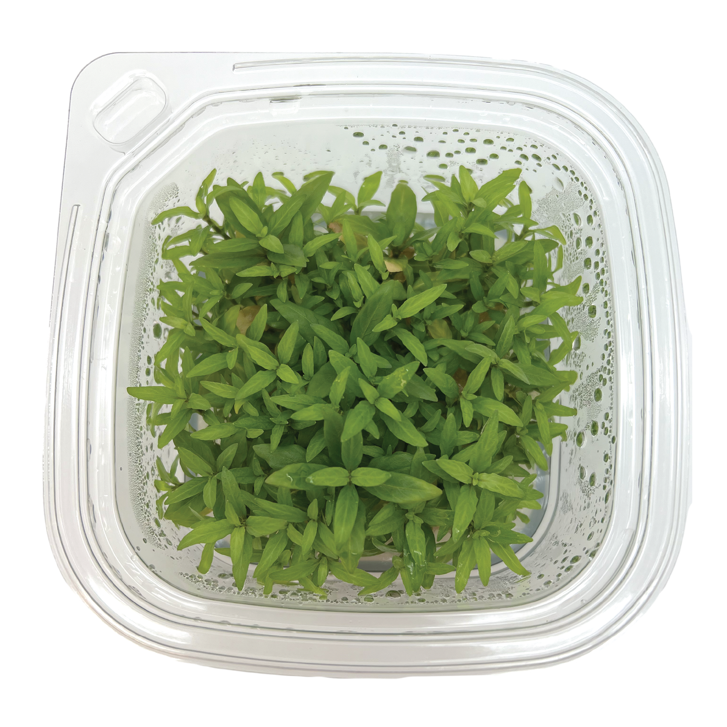 Staurogyne repens, Large 4x4" cup