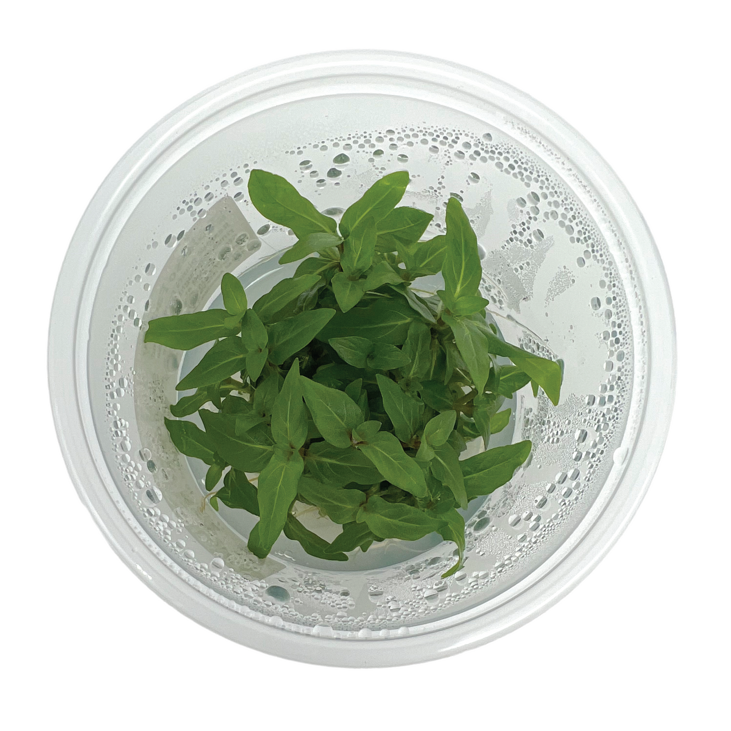 Staurogyne repens, 3" cup