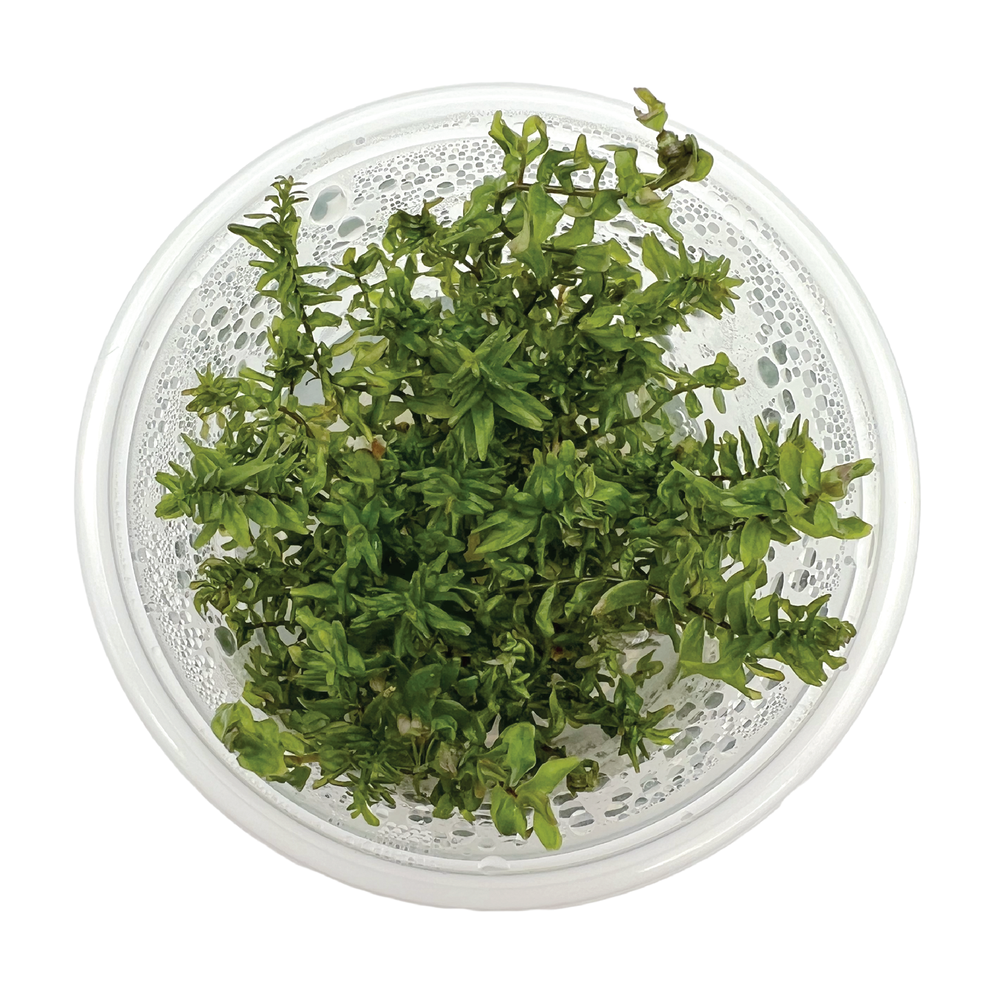 Rotala macrandra 'green' 3" cup