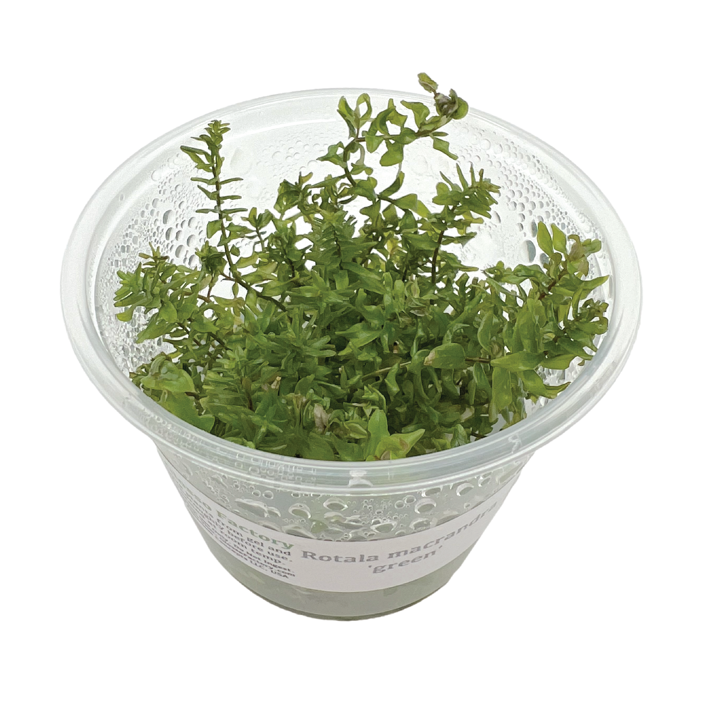 Rotala macrandra 'green' 3" cup