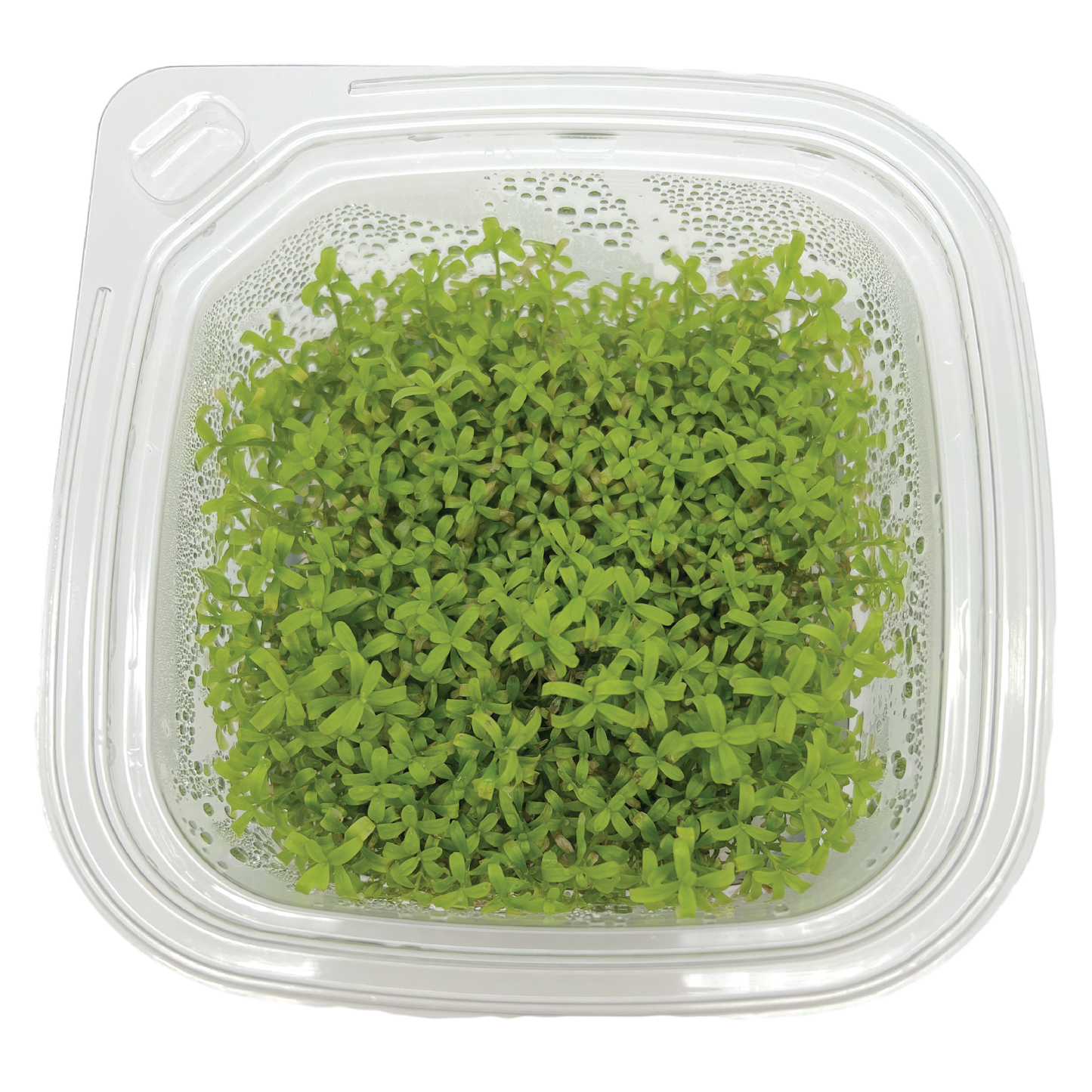 Rotala rotundifolia Large 4x4" cup