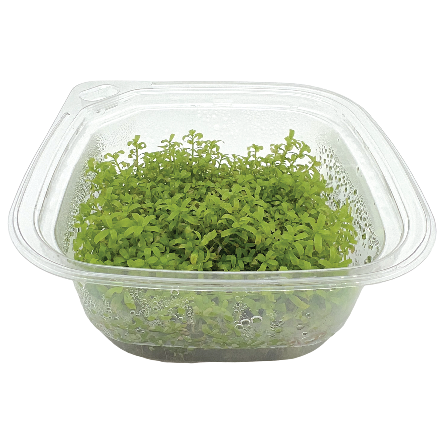 Rotala rotundifolia Large 4x4" cup