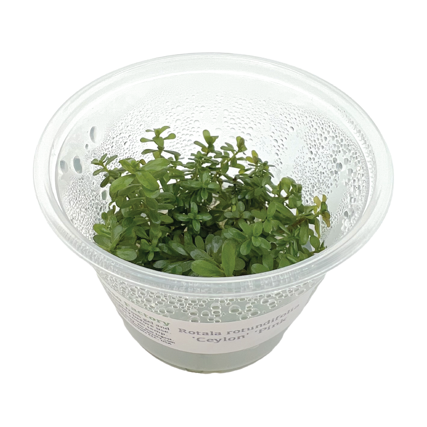 Rotala rotundifolia 'Ceylon' 3" cup