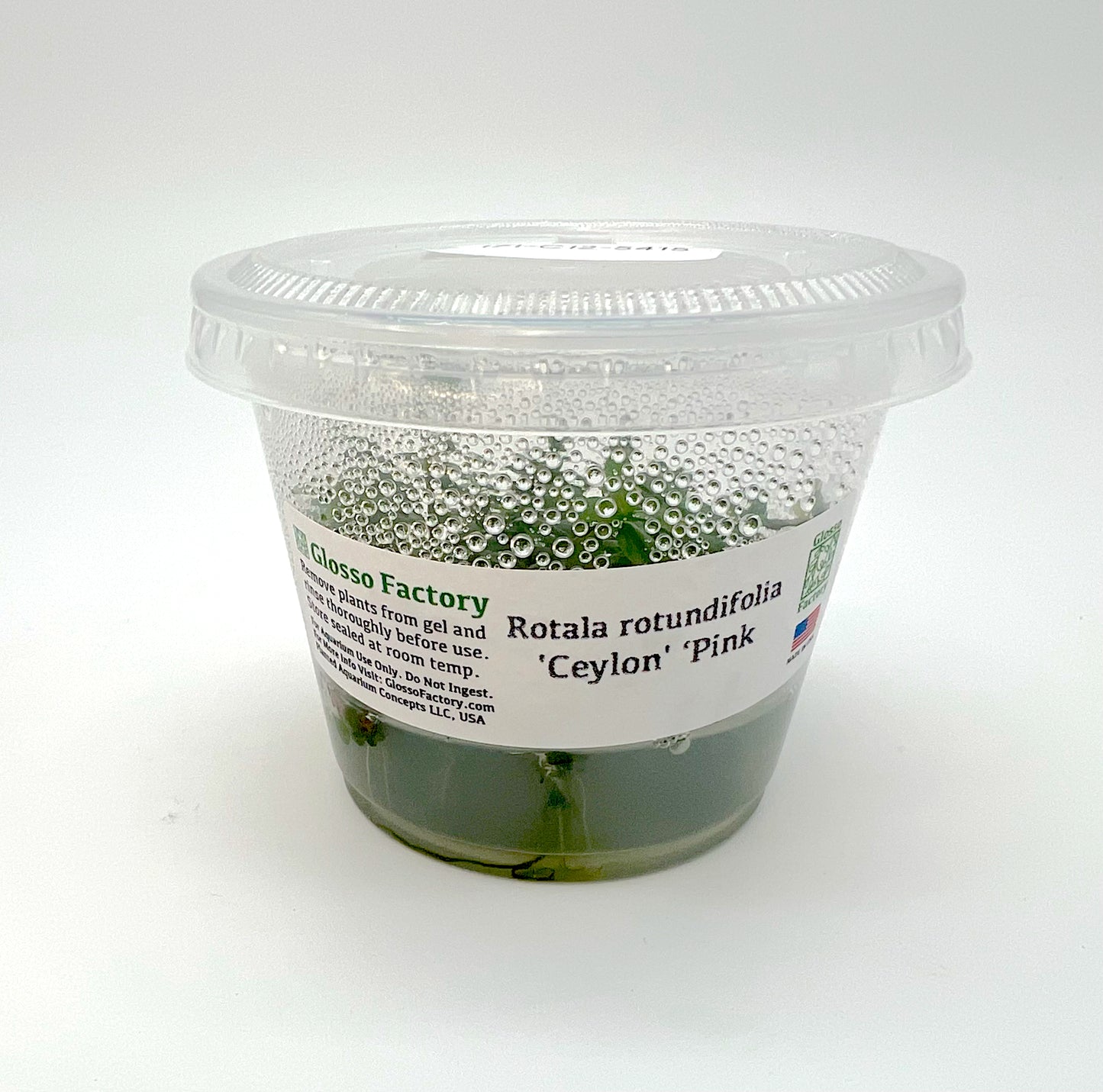 Rotala rotundifolia 'Ceylon' 3" cup