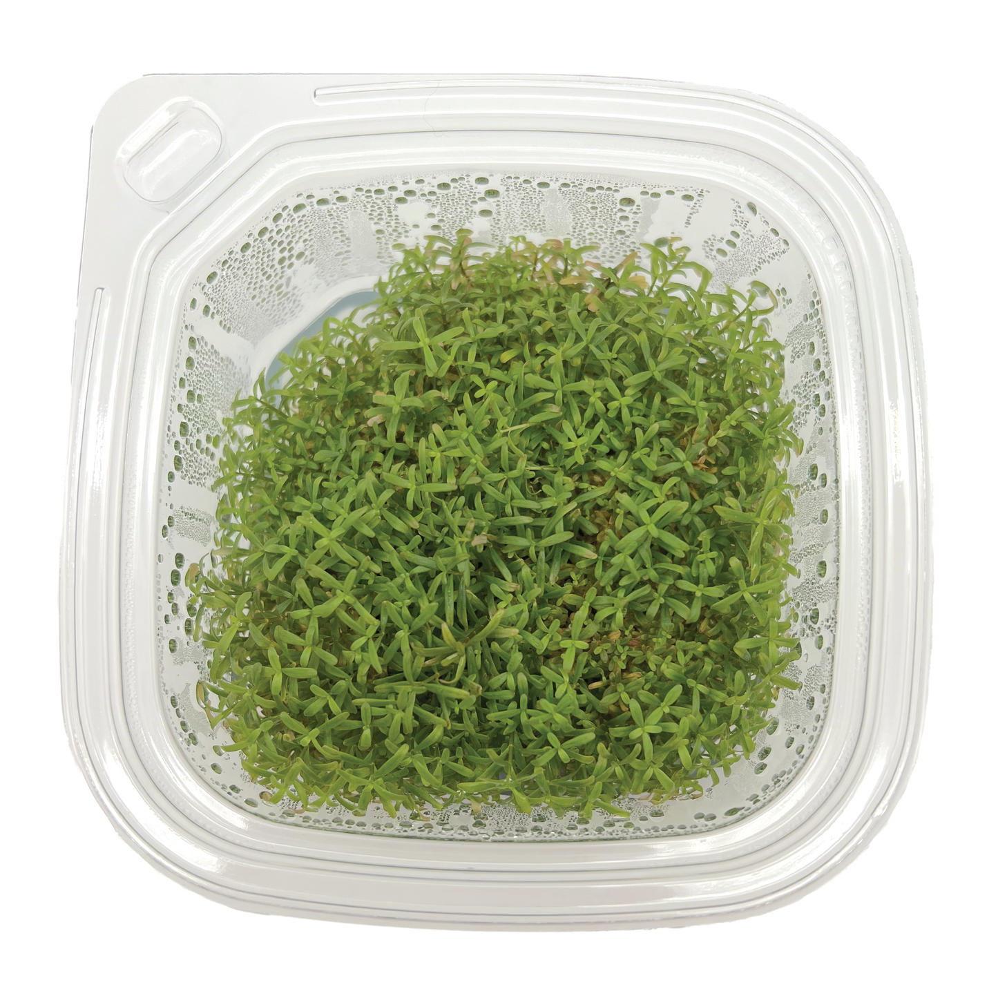 Rotala sp. ‘Orange Juice’ Large 4x4" cup