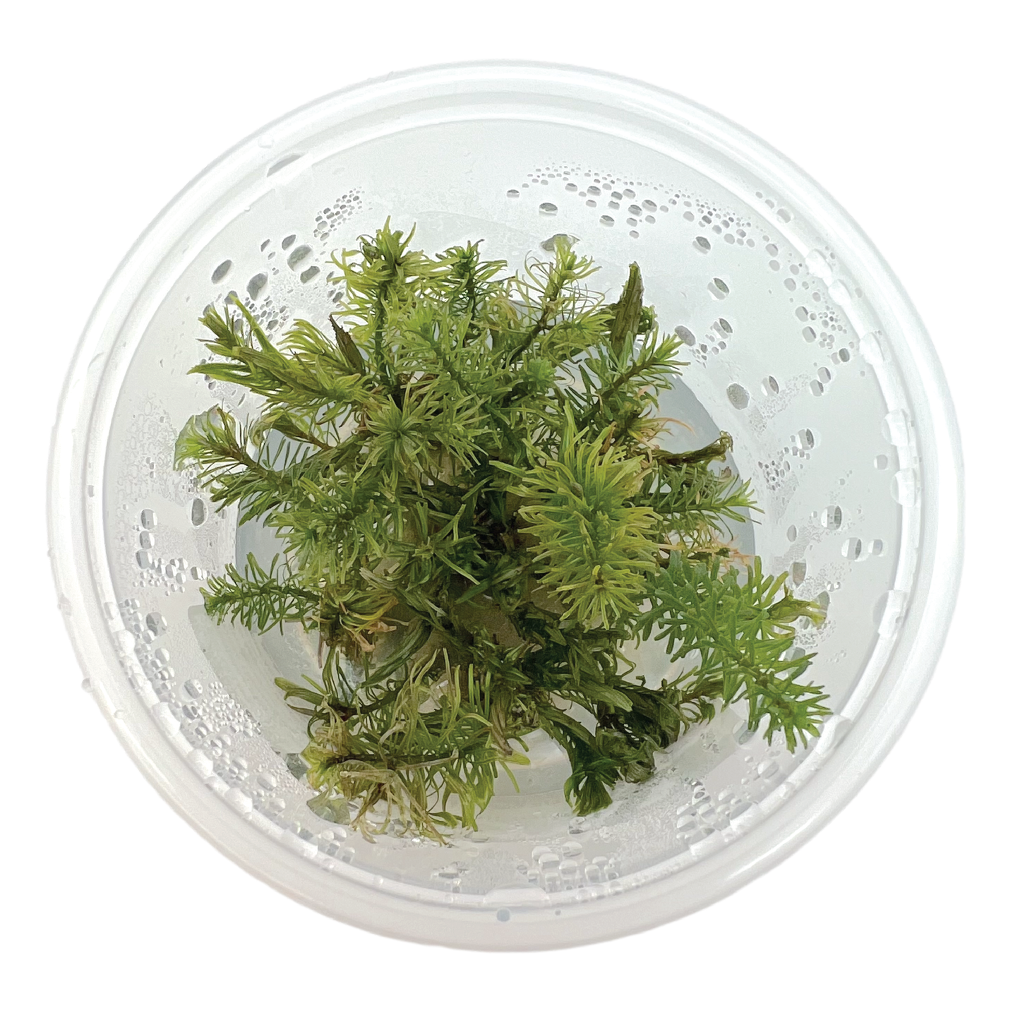 Rotala sp. ‘Wallichii Long Leaf' 3" cup