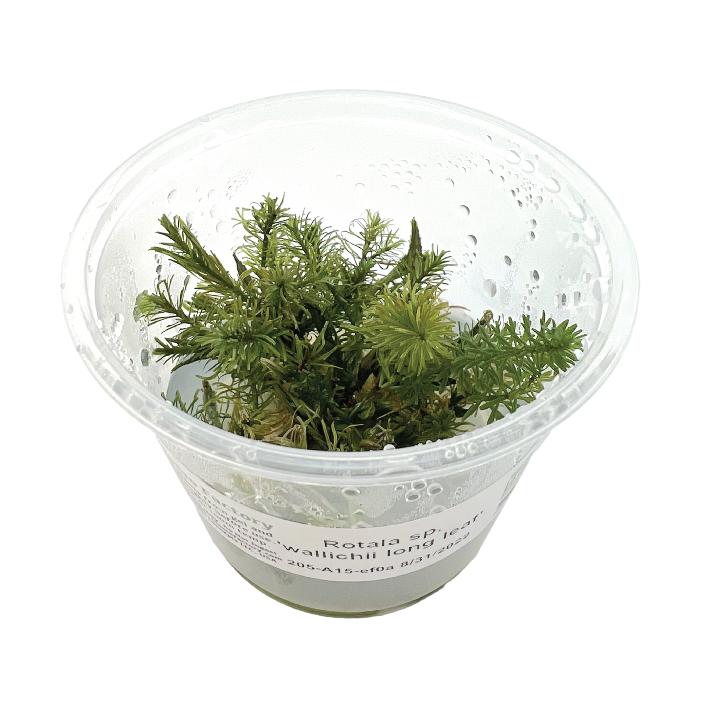 Rotala sp. ‘Wallichii Long Leaf' 3" cup