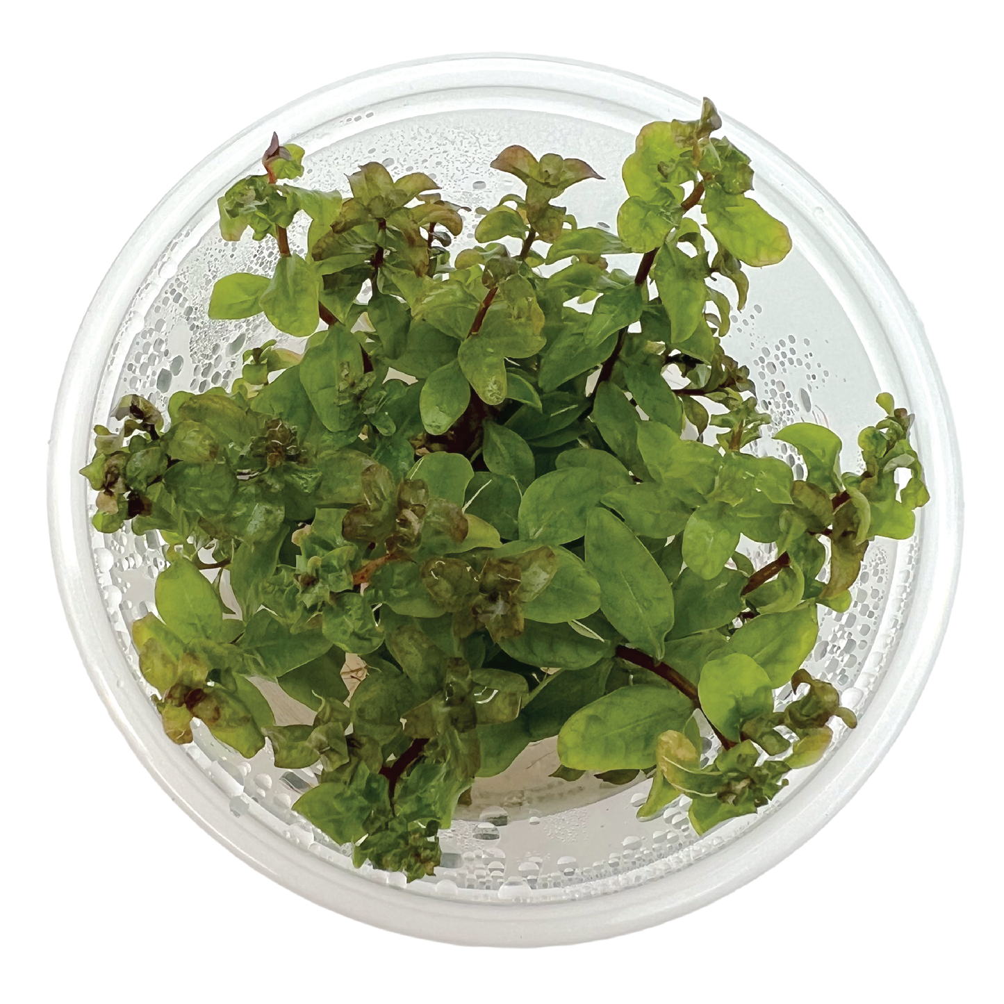 Ludwigia senegalensis 3" cup