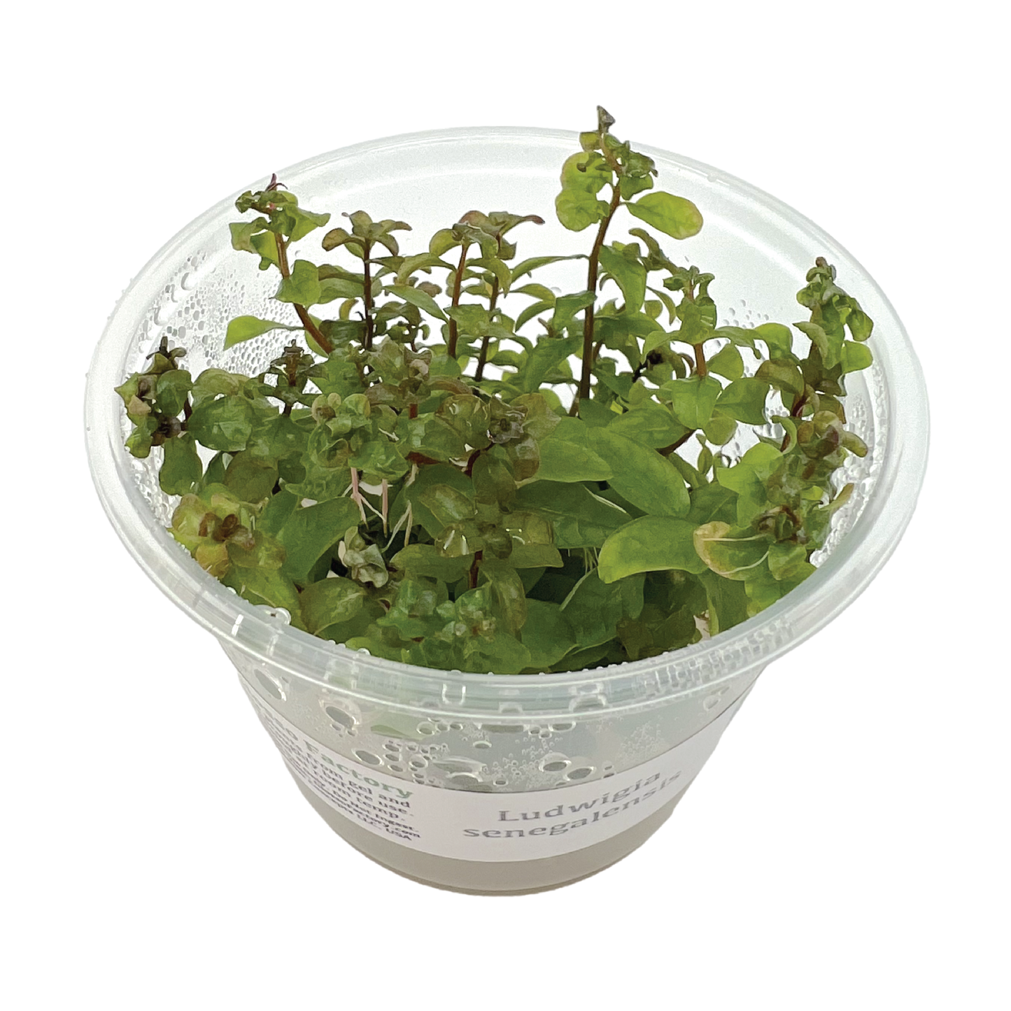 Ludwigia senegalensis 3" cup