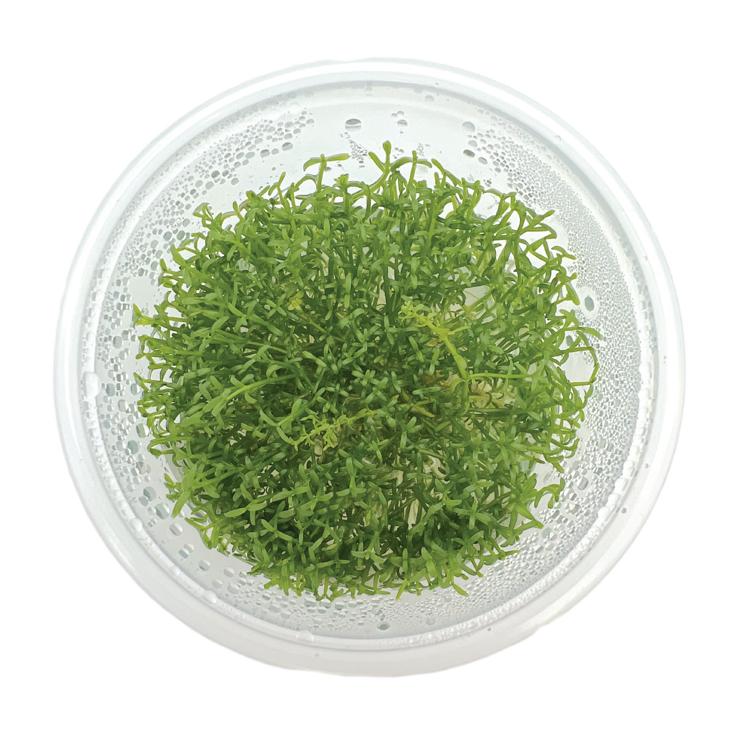 Microcarpaea minima merrill 3" cup