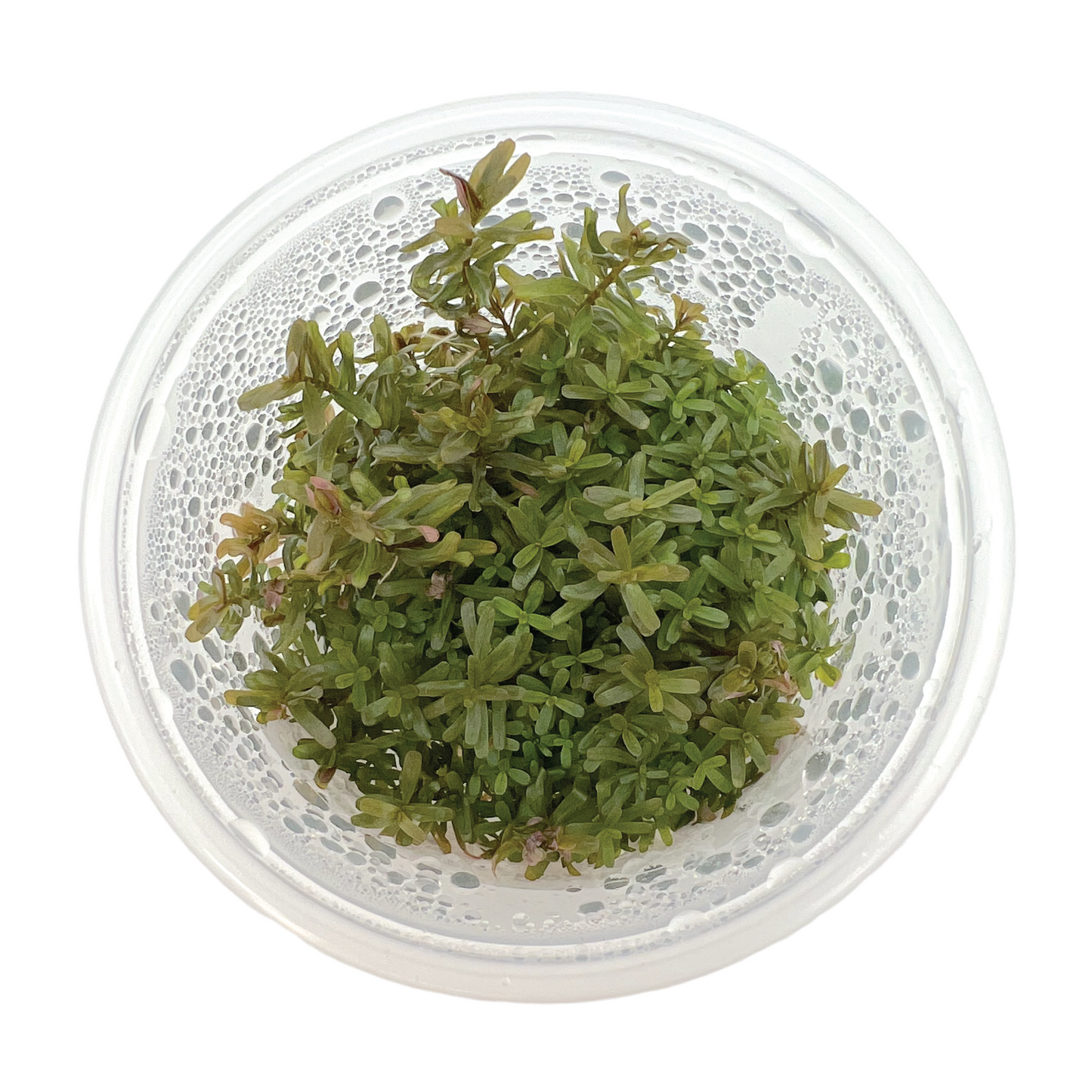 Rotala sp. ‘Hra’ 3" cup
