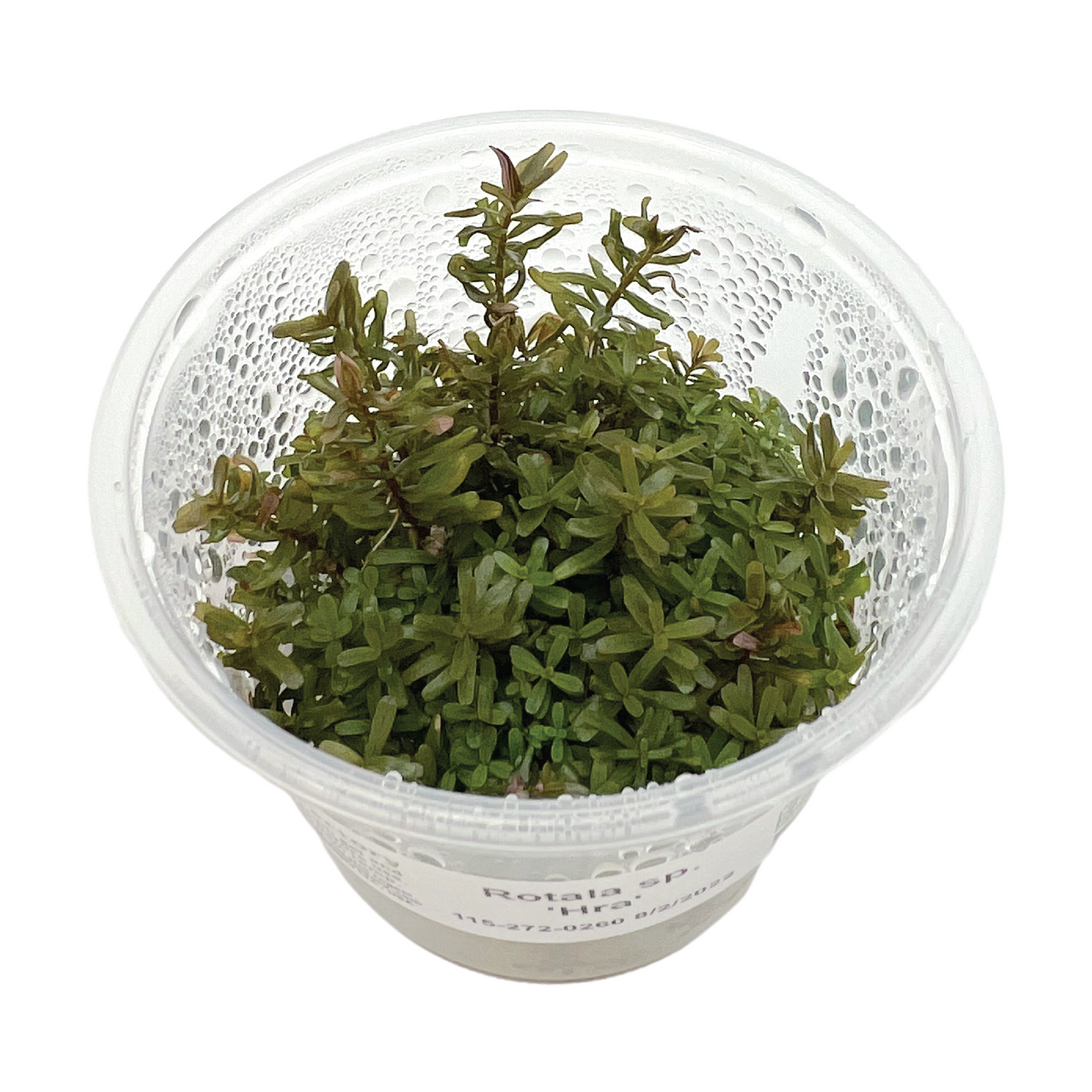 Rotala sp. ‘Hra’ 3" cup