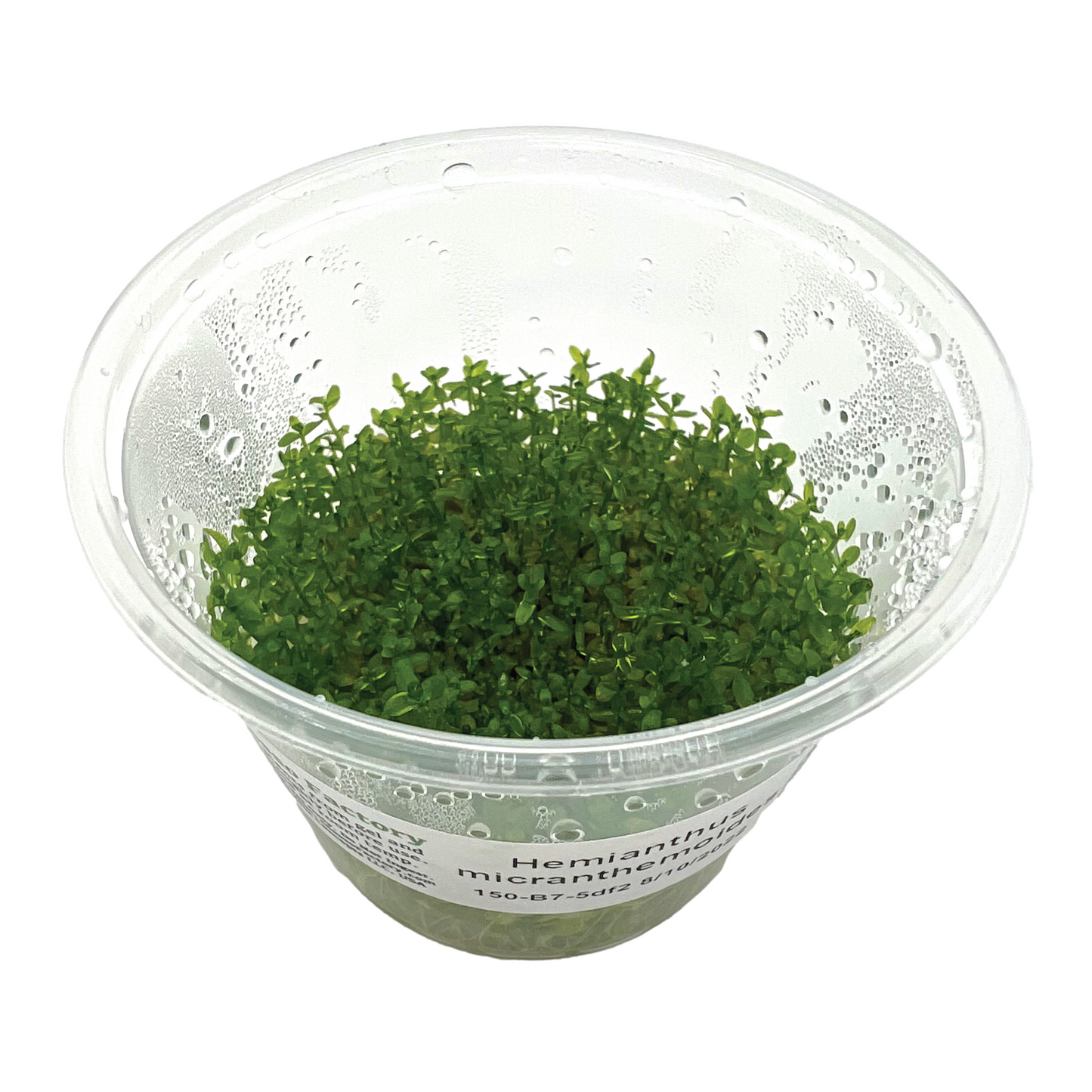 Hemianthus micranthemoides, 3" cup