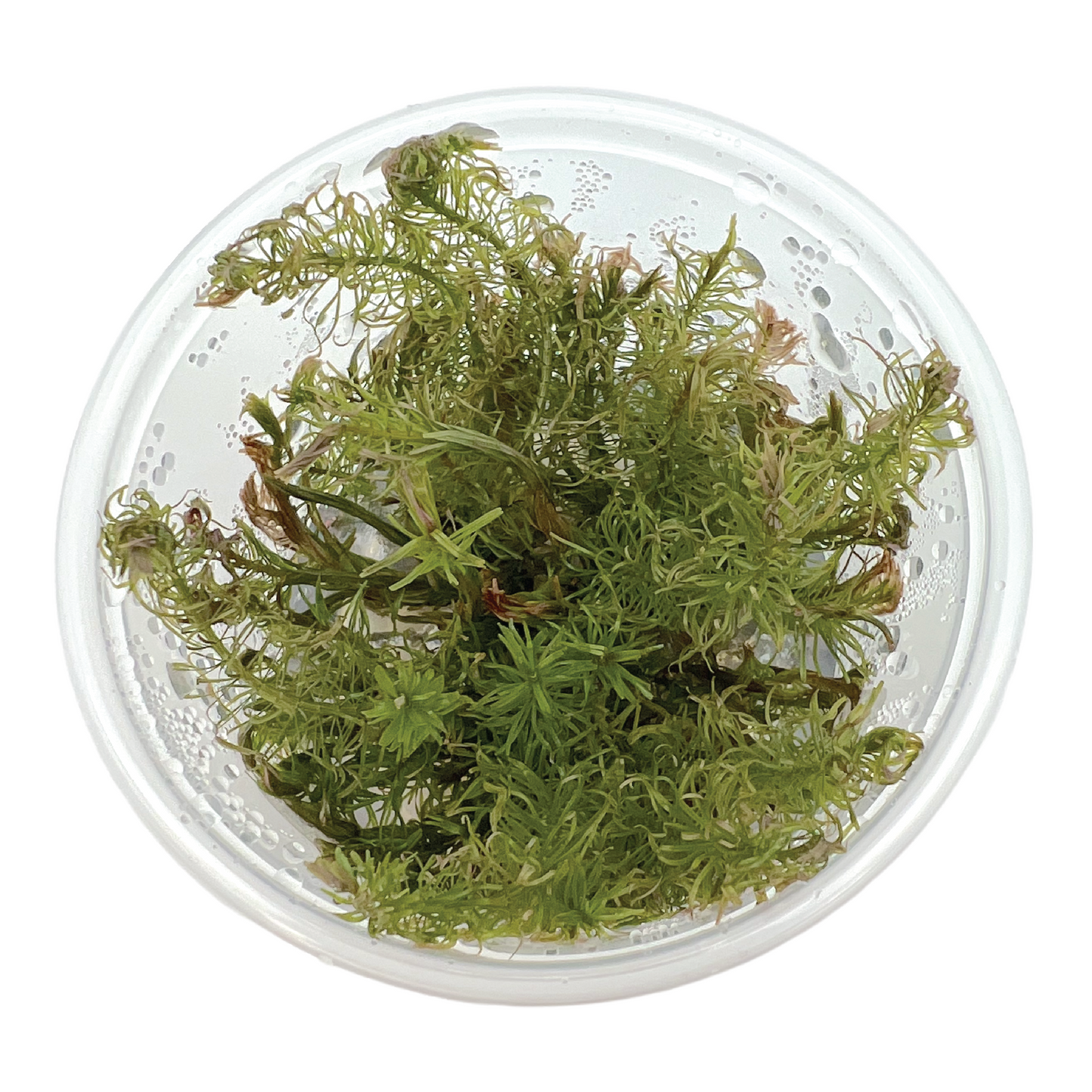 Rotala sp. ‘Vietnam’ 3" cup