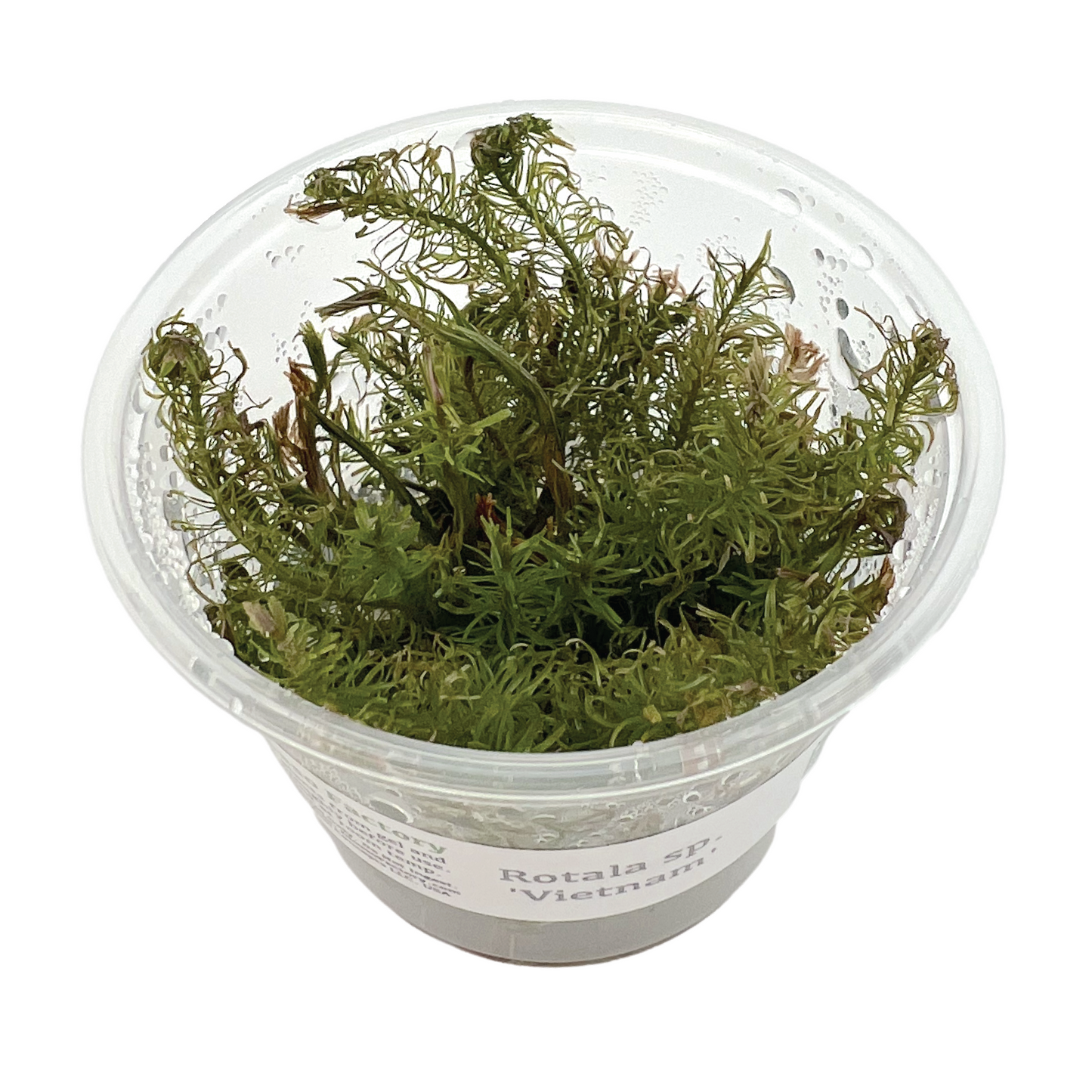 Rotala sp. ‘Vietnam’ 3" cup