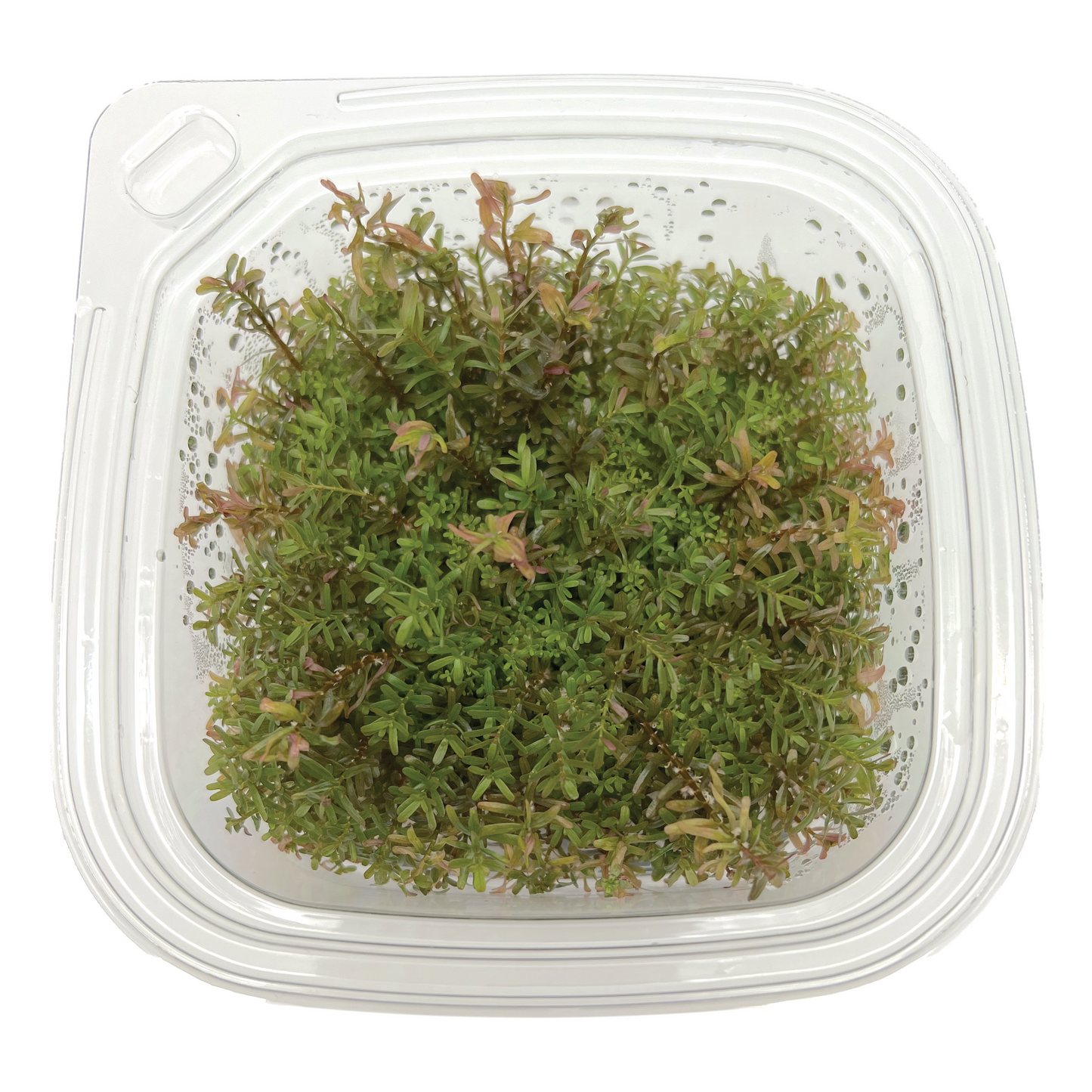 Rotala sp. ‘Hra’ Large 4x4" cup
