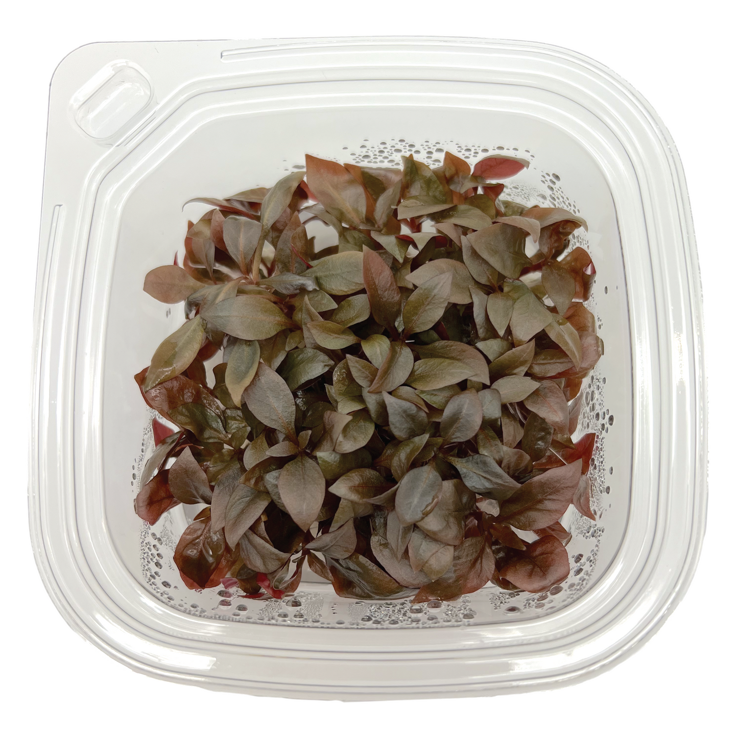 Alternanthera reineckii 'mini', Large 4x4" cup