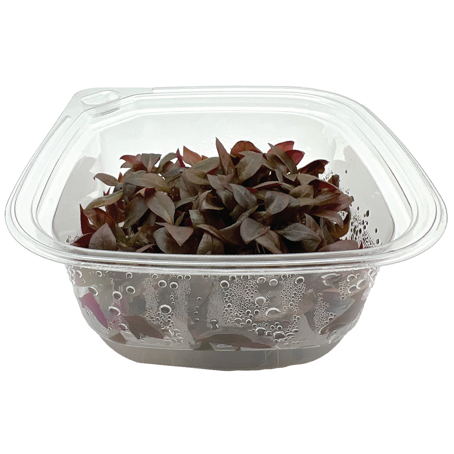 Alternanthera reineckii 'mini', Large 4x4" cup