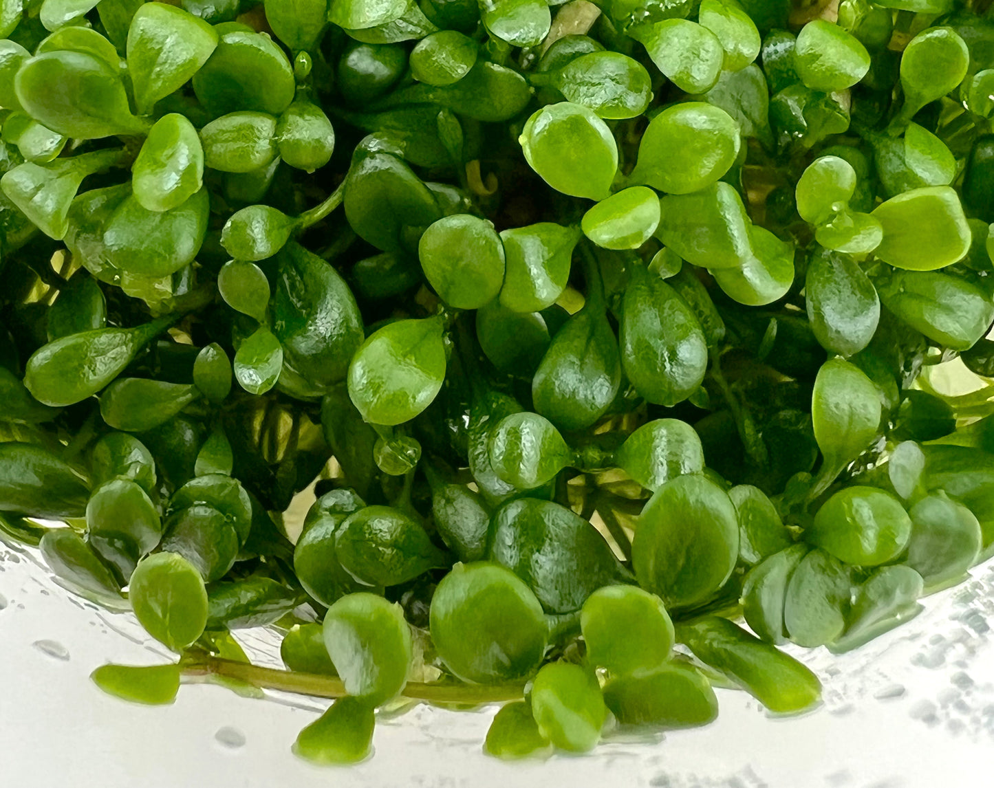 Glossostigma elatinoides, 3" Cup