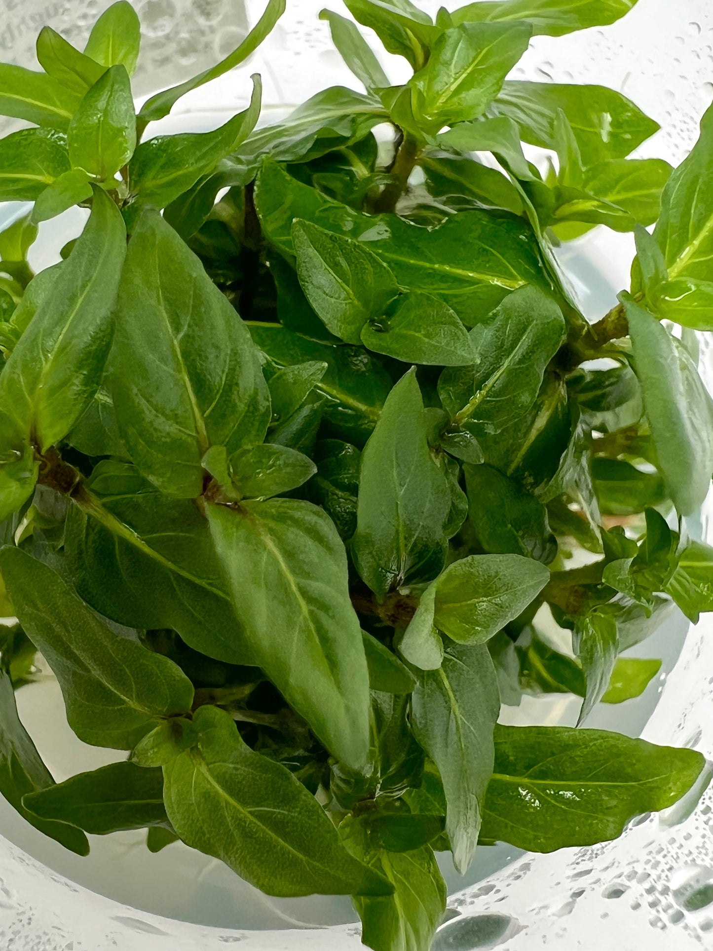 Staurogyne repens, 3" cup