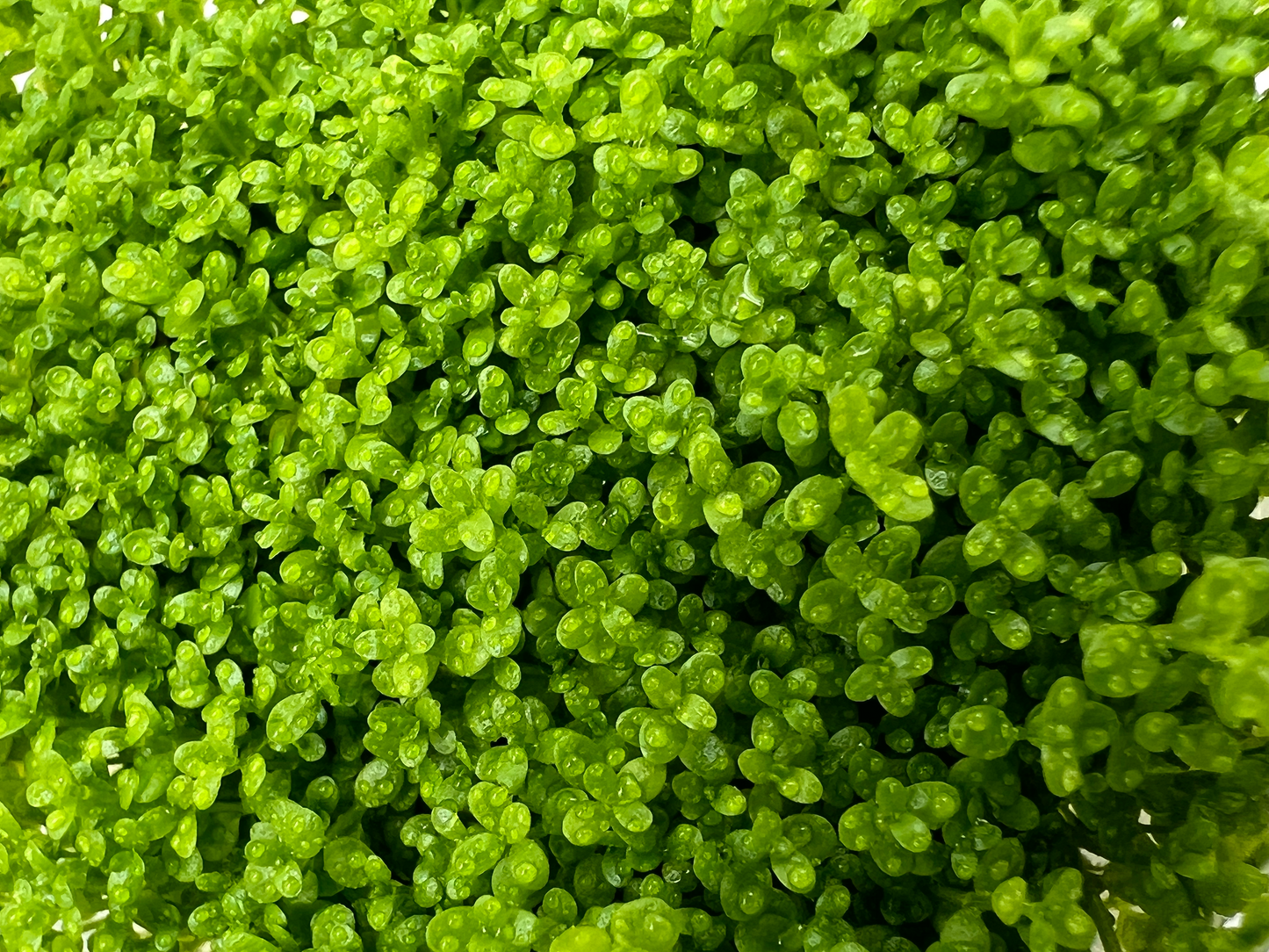 Hemianthus Callitrichoides, 3" cup