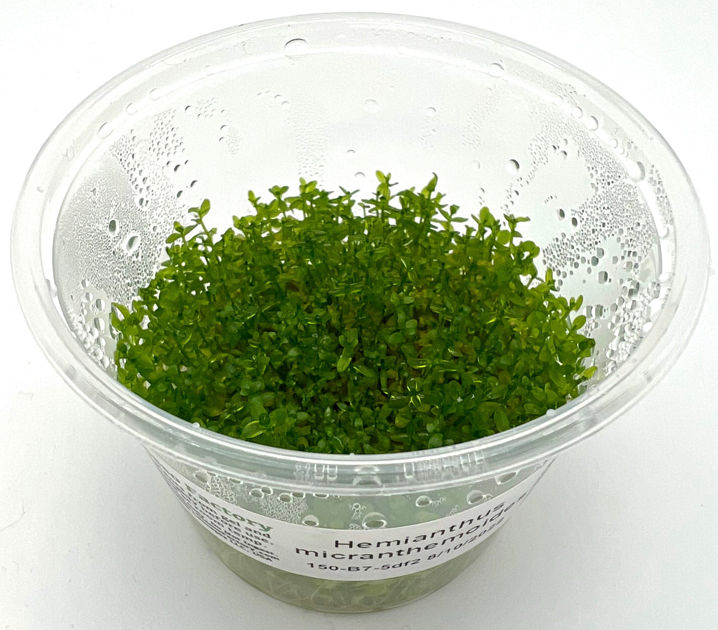 Hemianthus micranthemoides, 3" cup