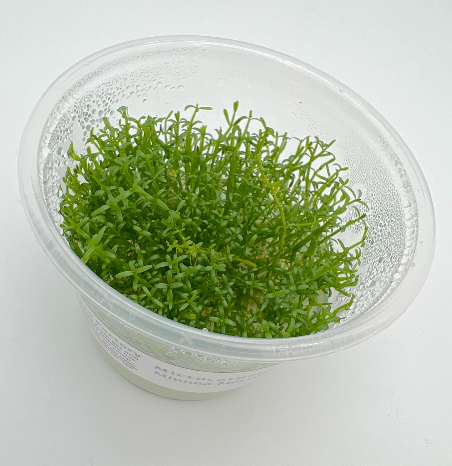 Microcarpaea minima merrill 3" cup