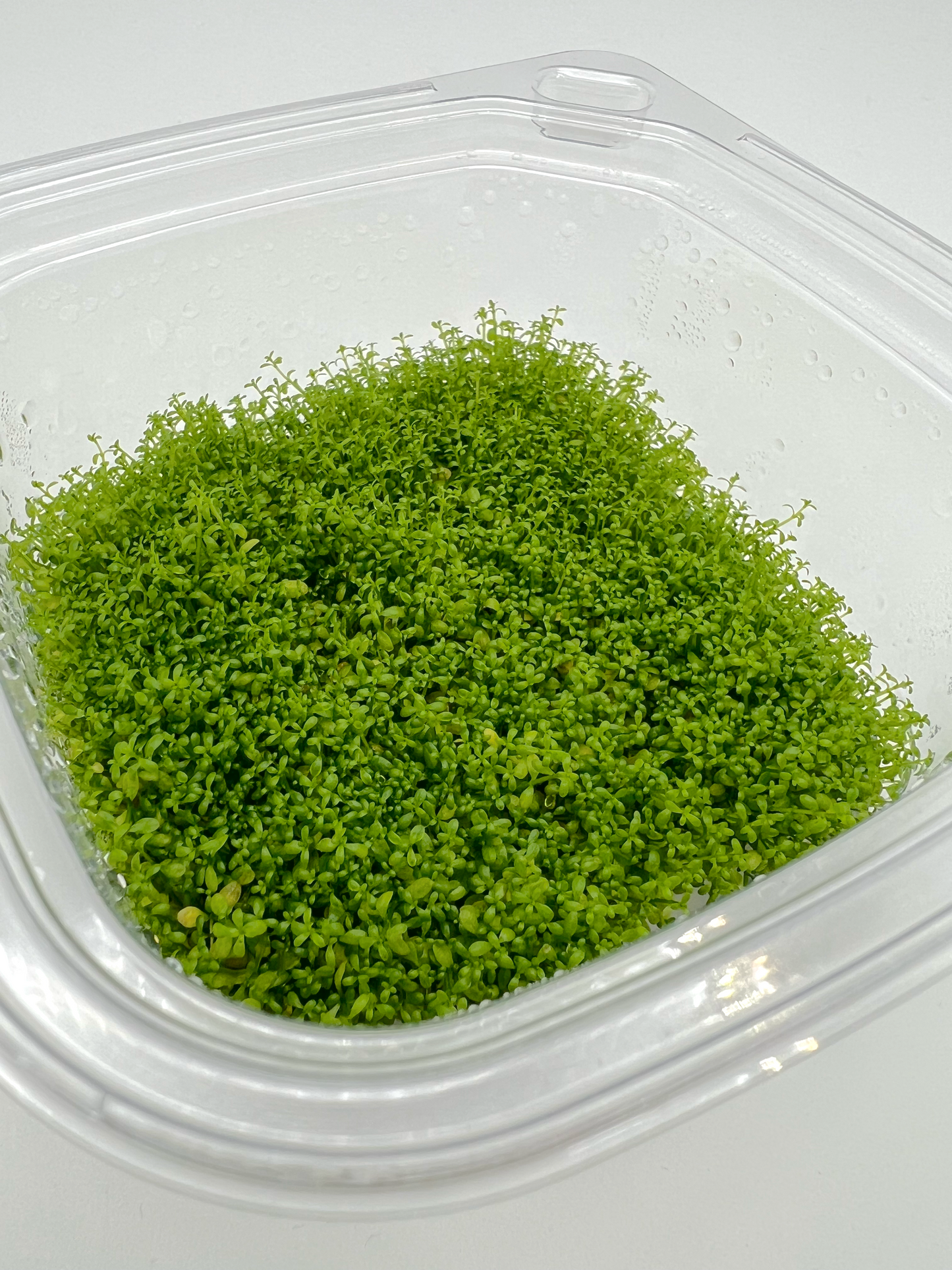 Hemianthus Callitrichoides, Large 4x4" cup