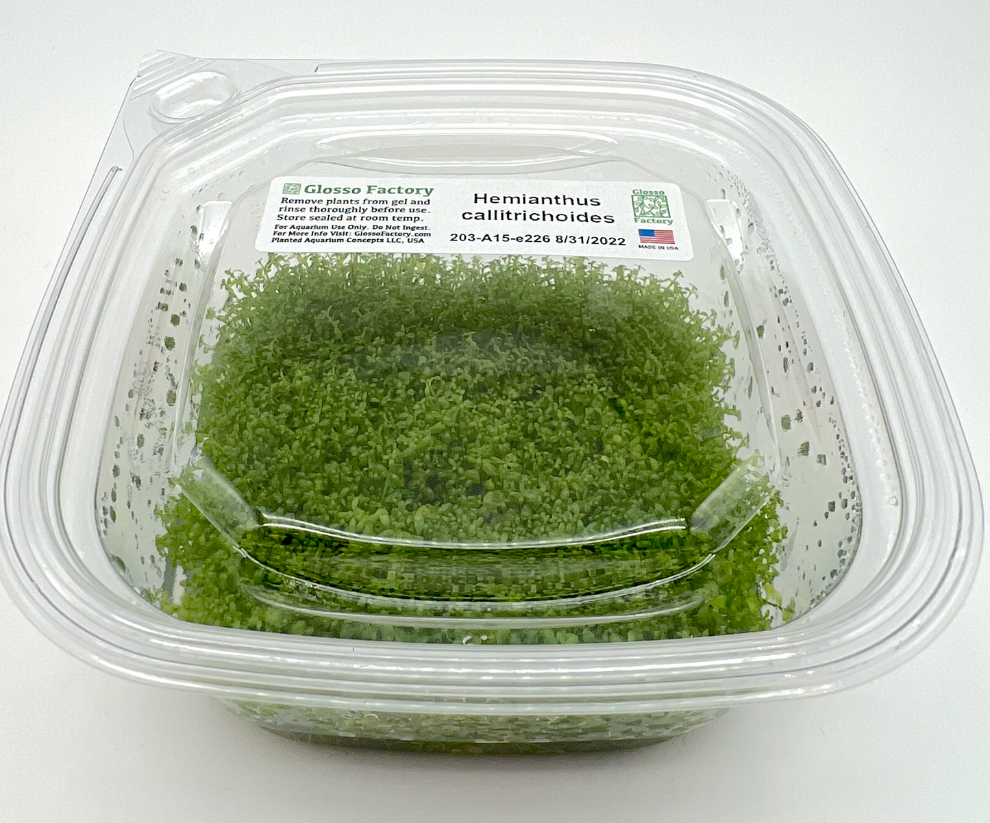 Hemianthus Callitrichoides, Large 4x4" cup