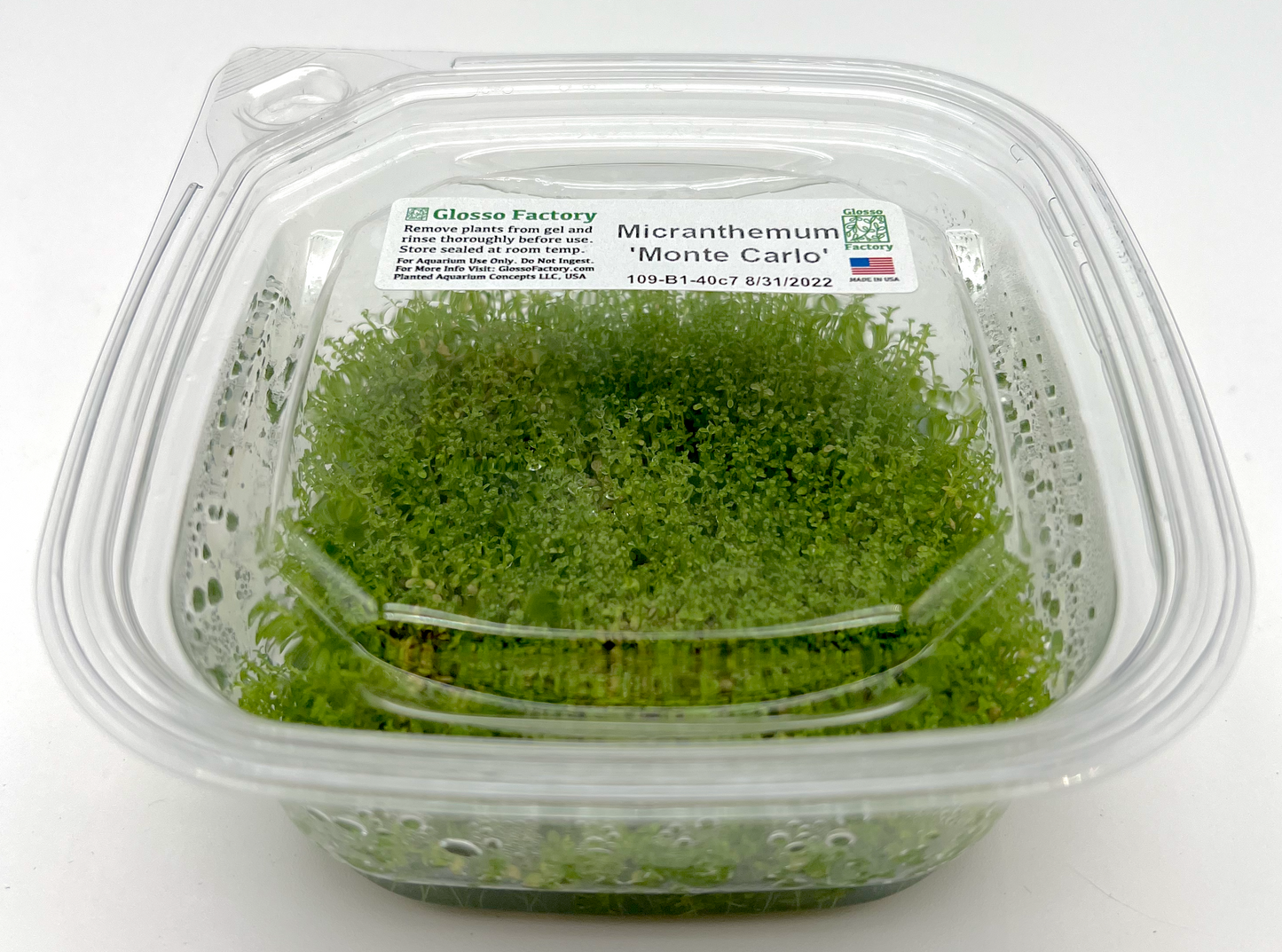 Micranthemum ‘Monte Carlo’, Large 4x4" cup