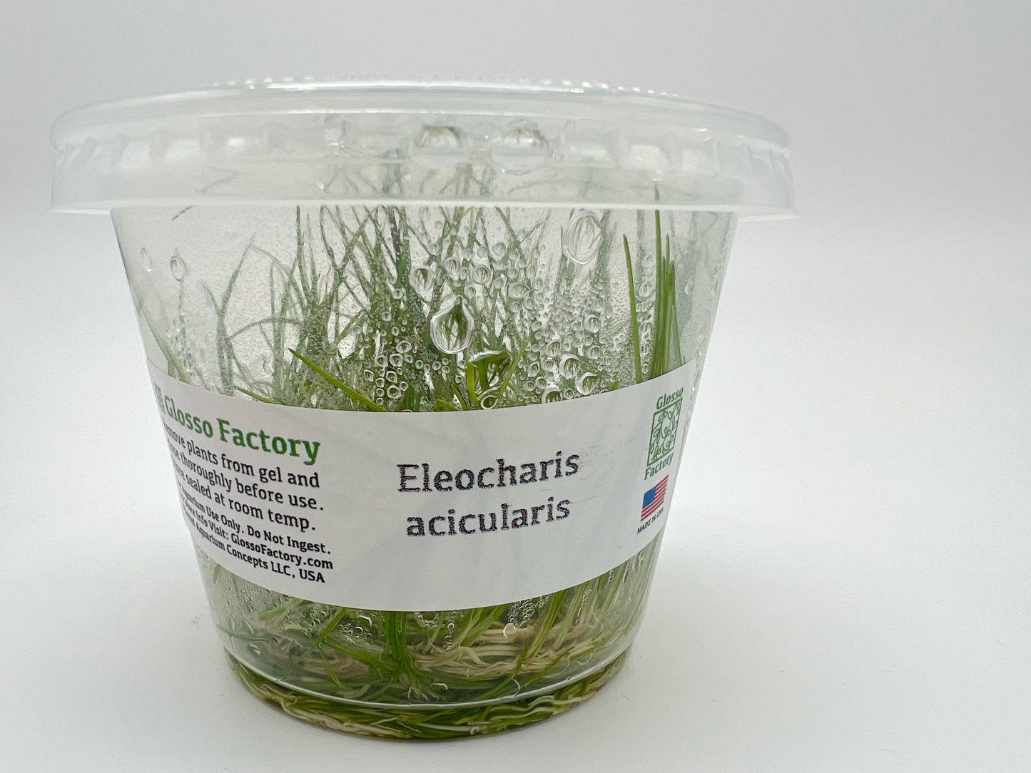 Eleocharis acicularis, 3" cup