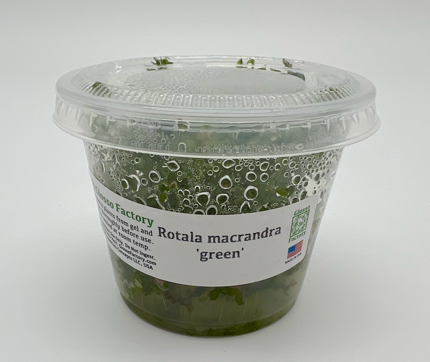 Rotala macrandra 'green' 3" cup