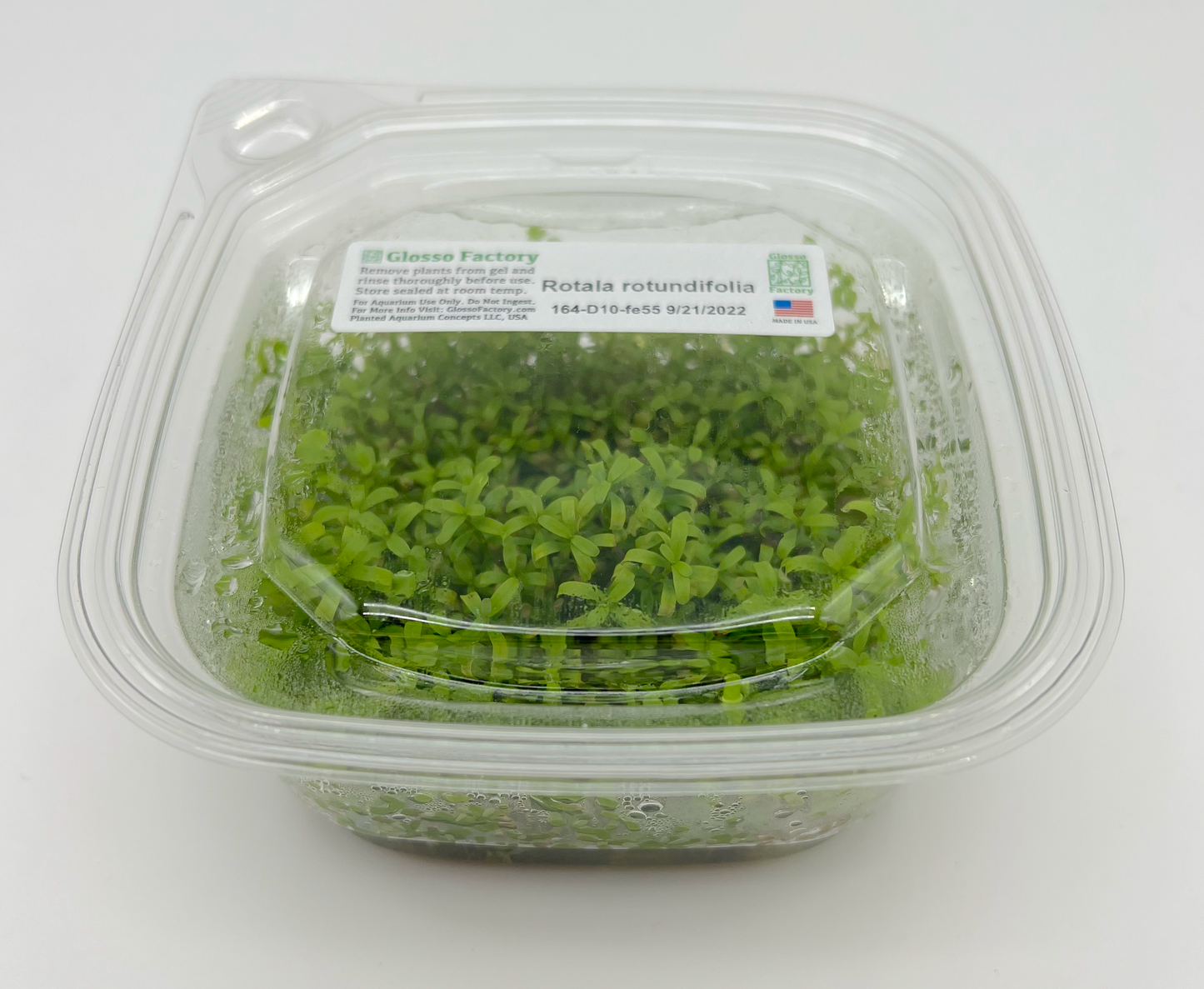 Rotala rotundifolia Large 4x4" cup