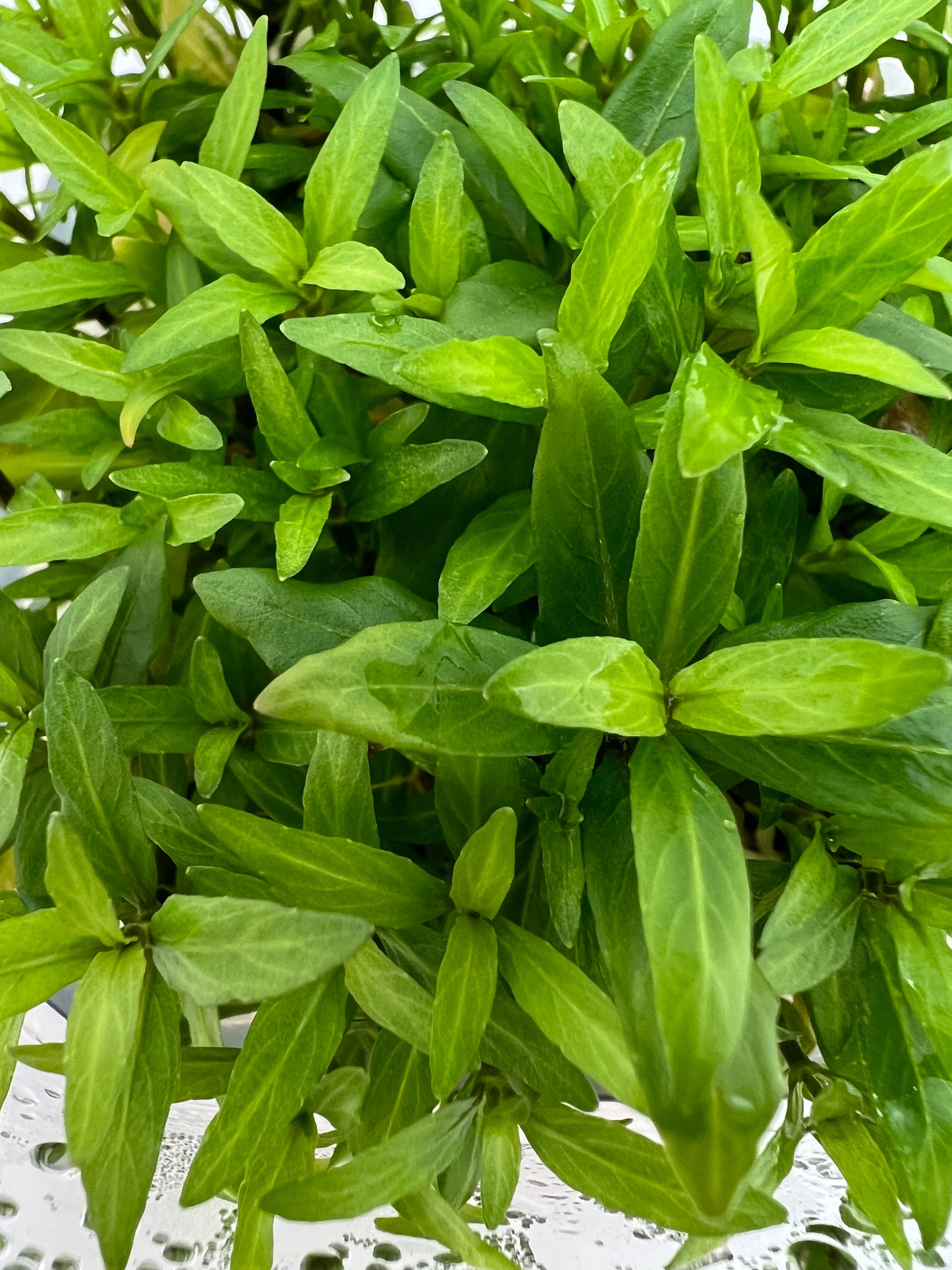 Staurogyne repens, Large 4x4" cup