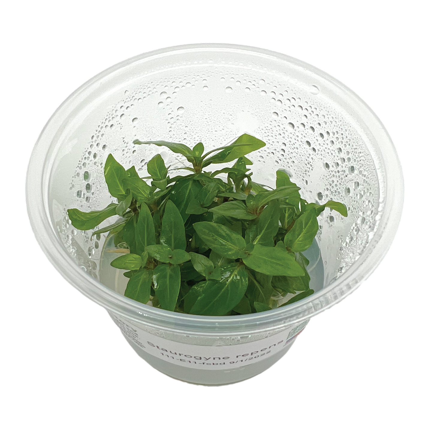 Staurogyne repens, 3" cup