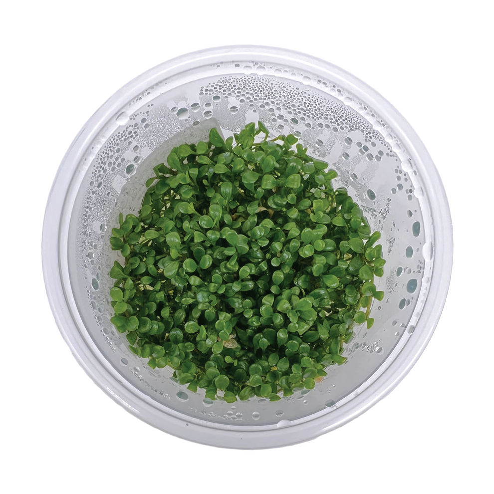 Glossostigma elatinoides, 3" Cup Glosso Factory