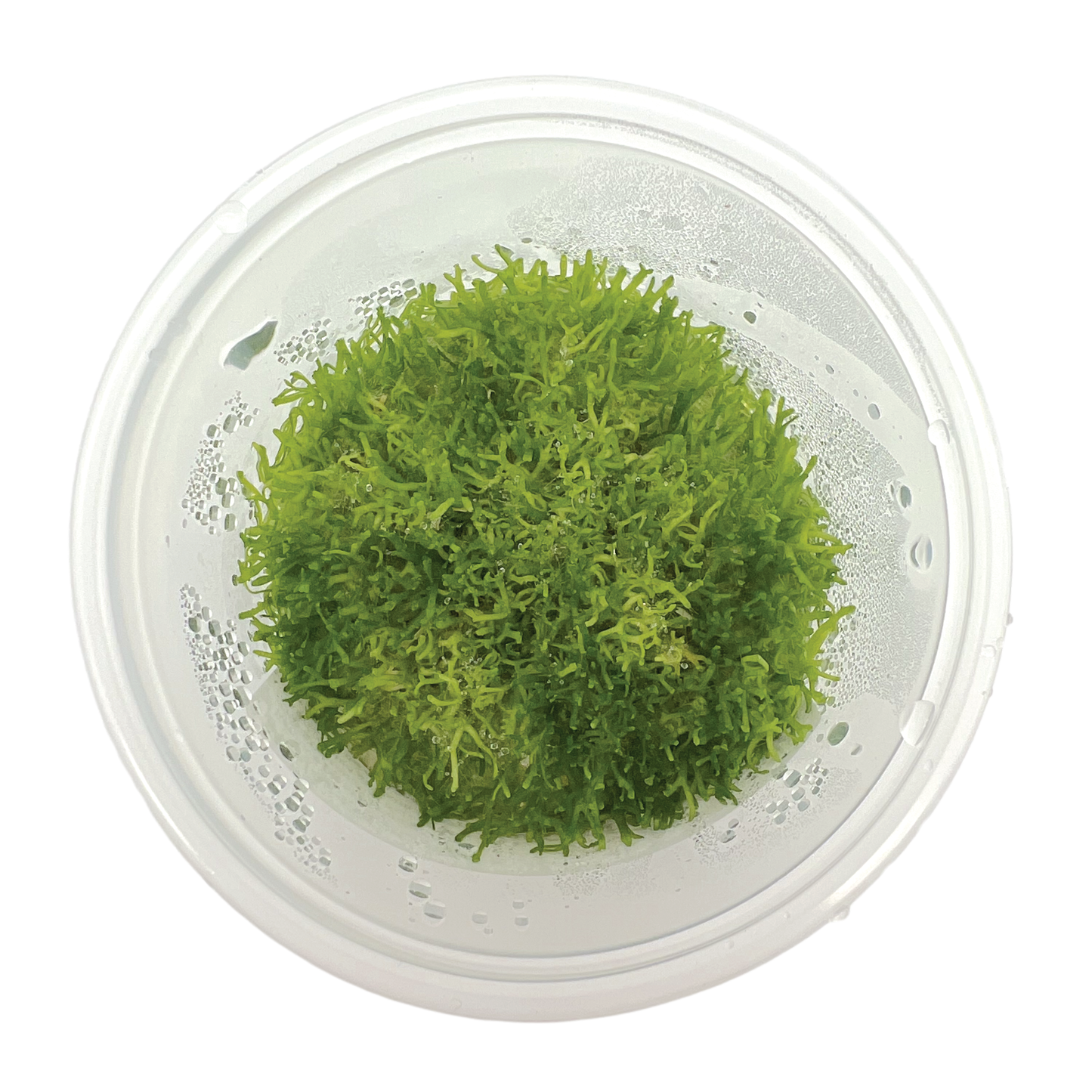 Riccia fluitans, 3" cup