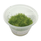 Riccia fluitans, 3" cup