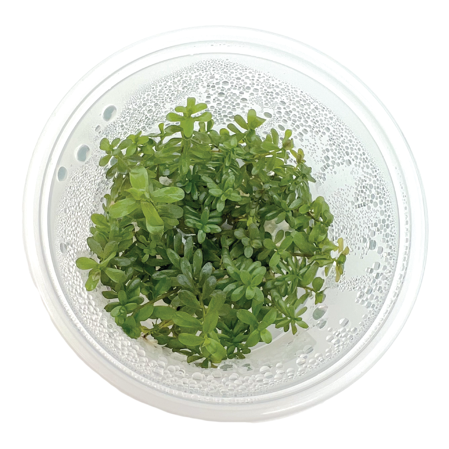 Rotala rotundifolia 'Ceylon' 3" cup