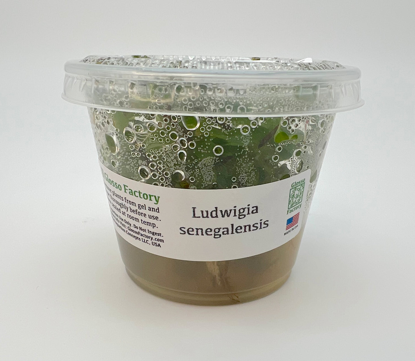 Ludwigia senegalensis 3" cup