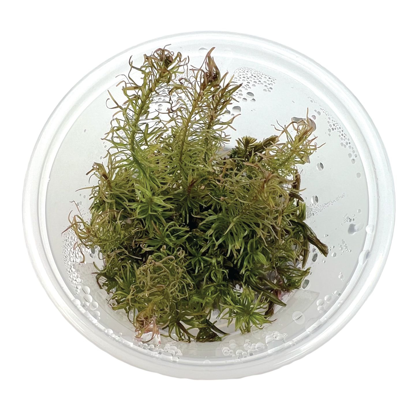 Rotala Wallichii 3" cup