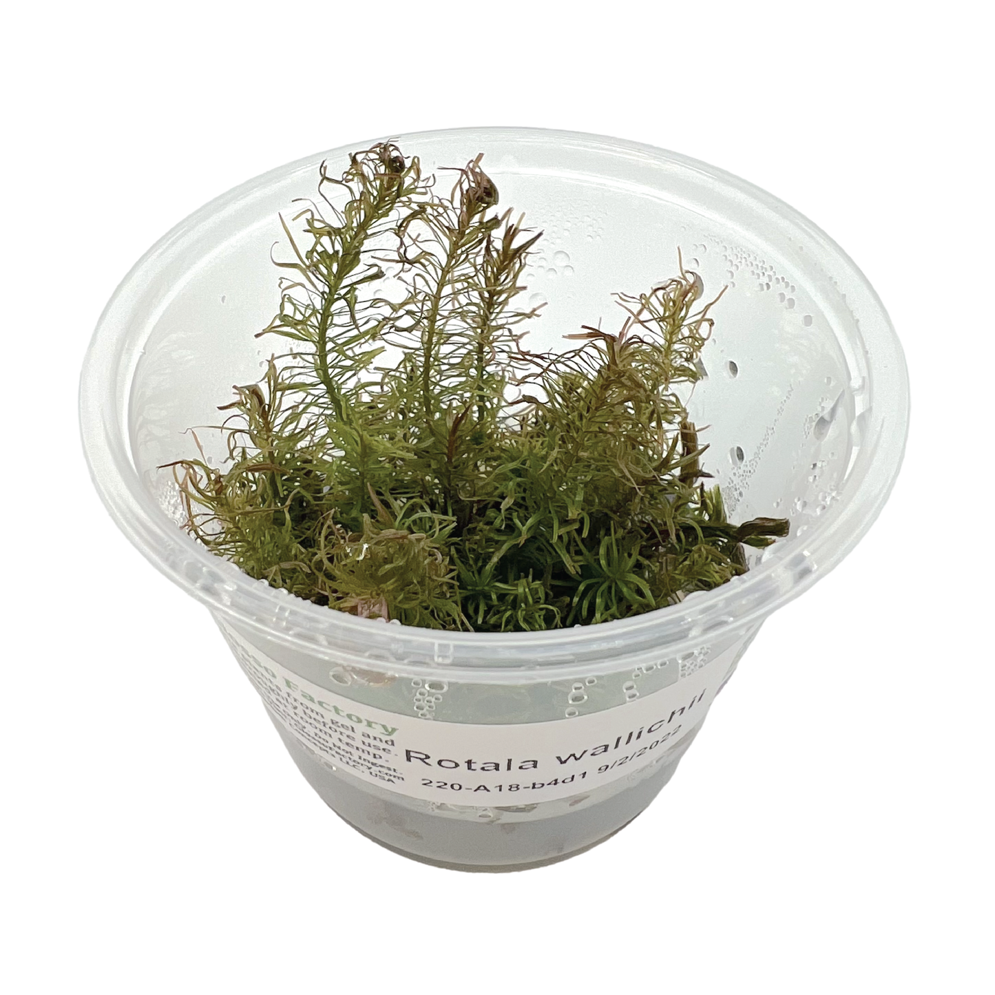 Rotala Wallichii 3" cup