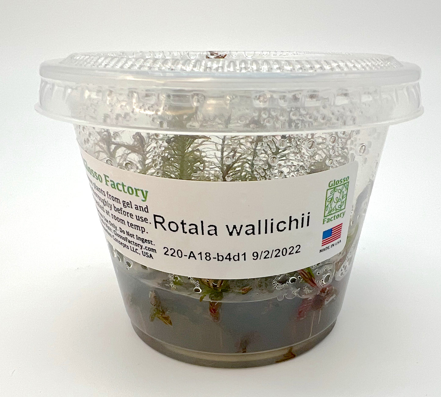 Rotala Wallichii 3" cup