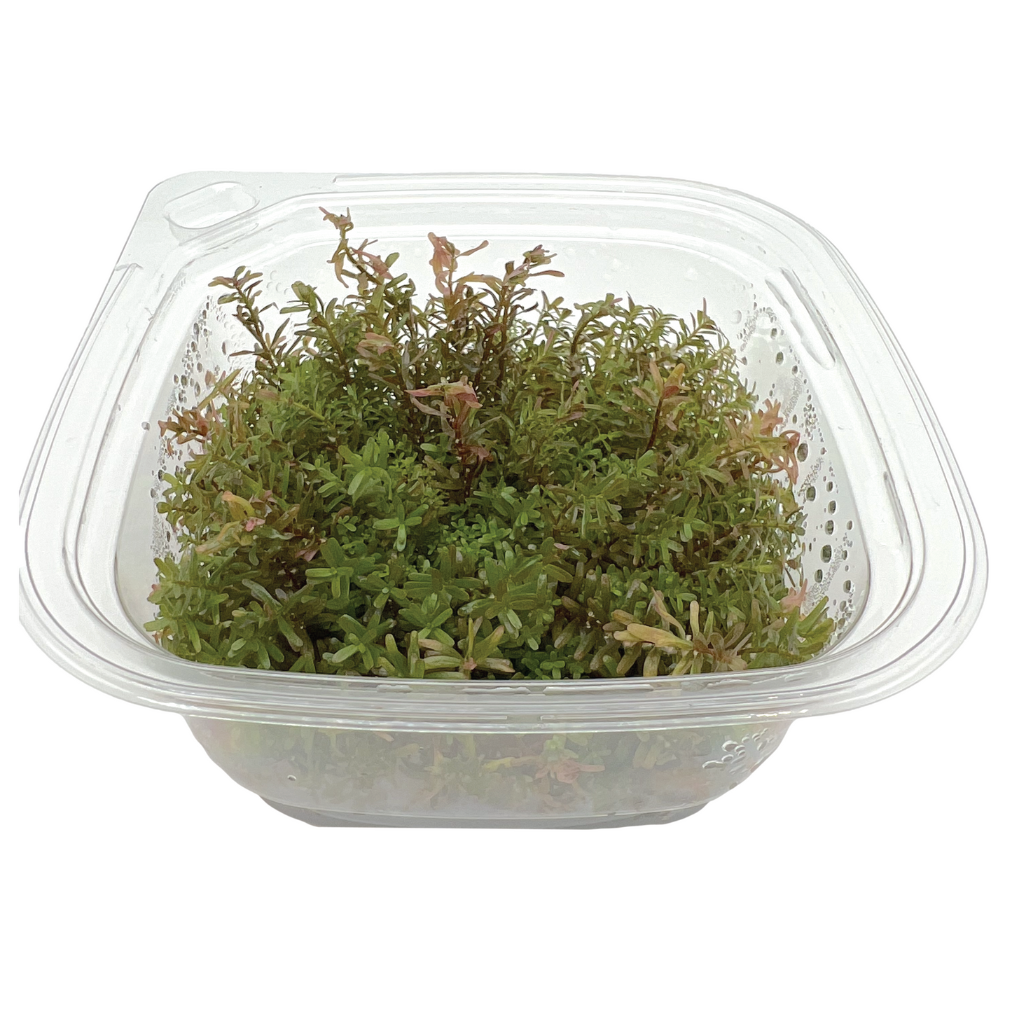 Rotala sp. ‘Hra’ Large 4x4" cup