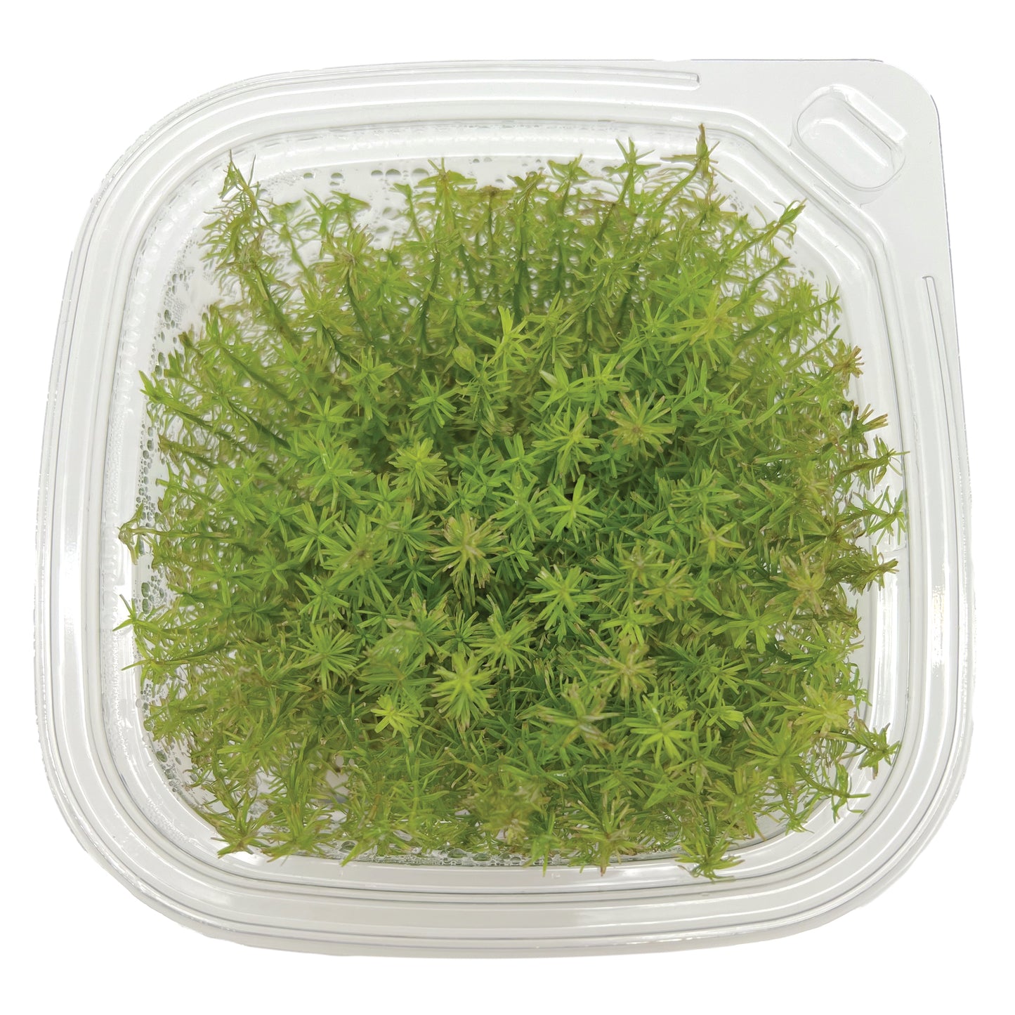 Rotala sp. ‘Vietnam’, Large 4x4" cup