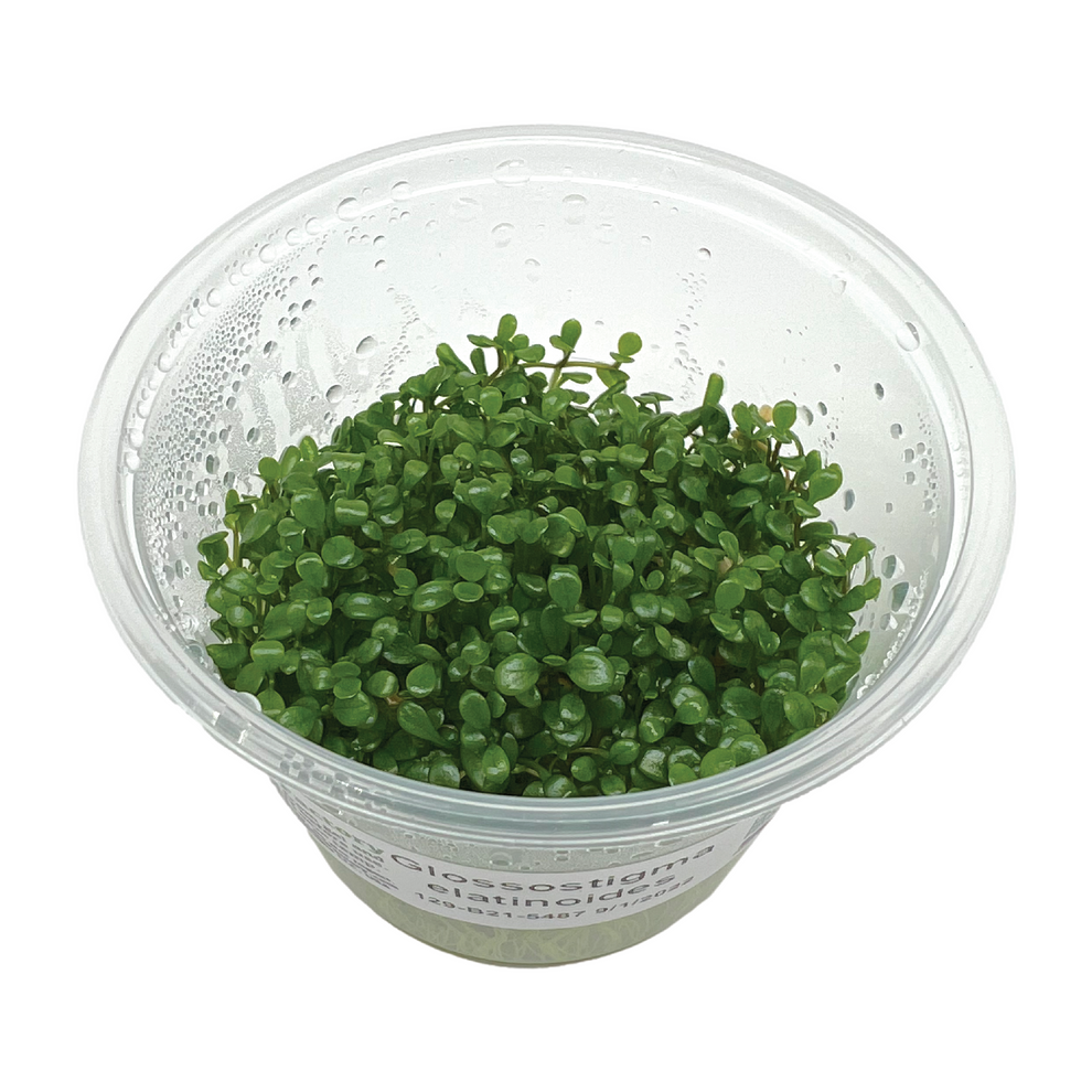 Glossostigma elatinoides, 3" Cup Glosso Factory