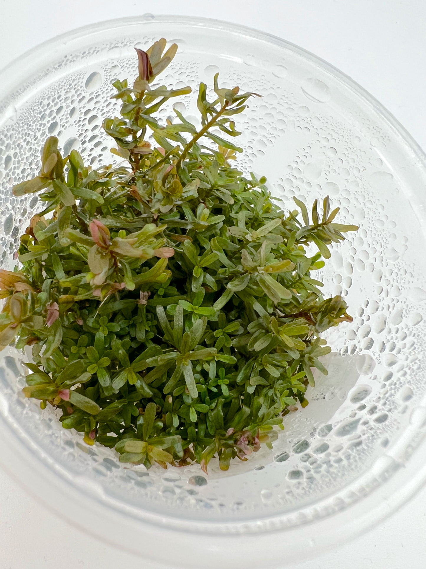 Rotala sp. ‘Hra’ 3" cup