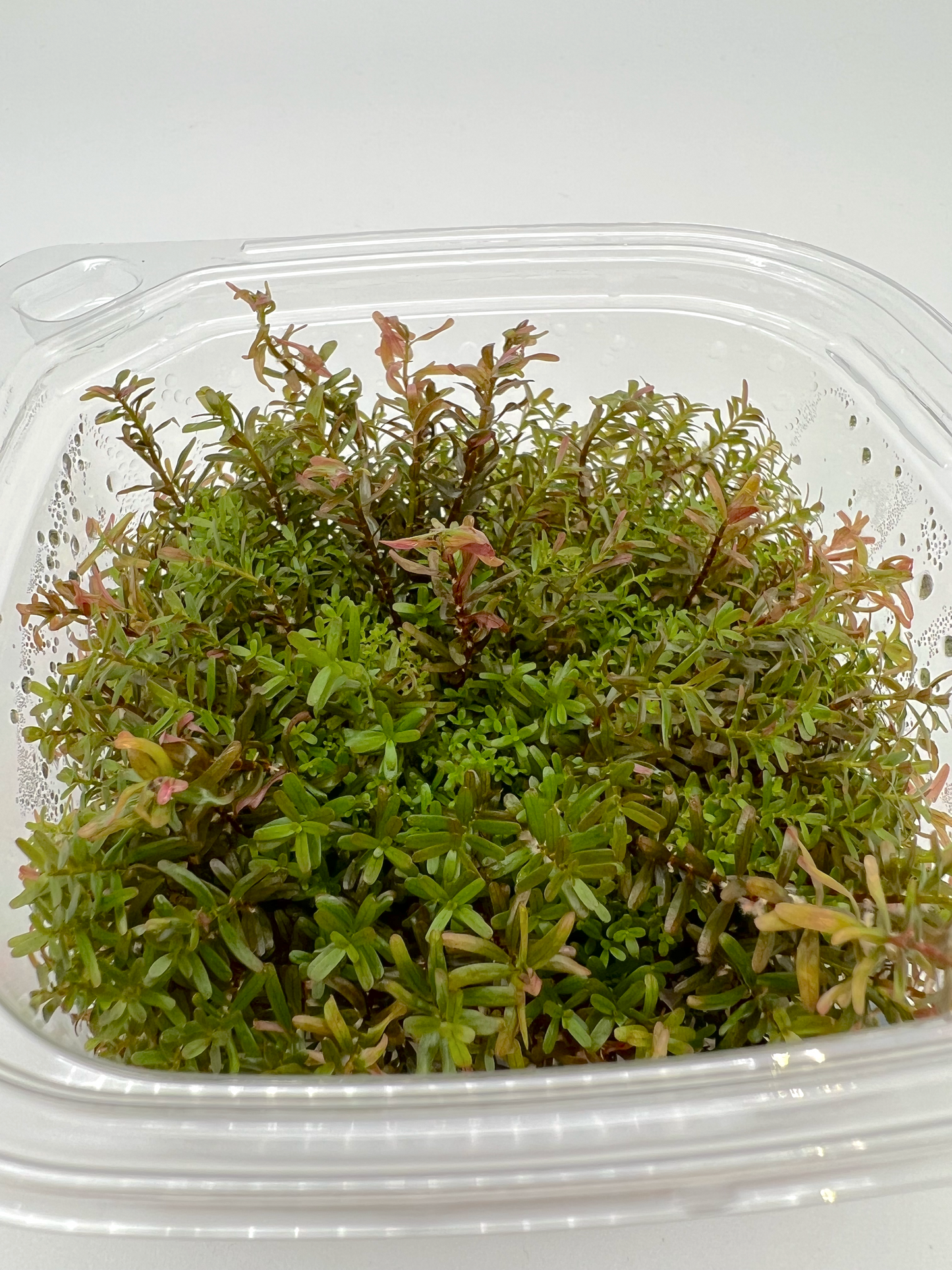 Rotala sp. ‘Hra’ Large 4x4" cup