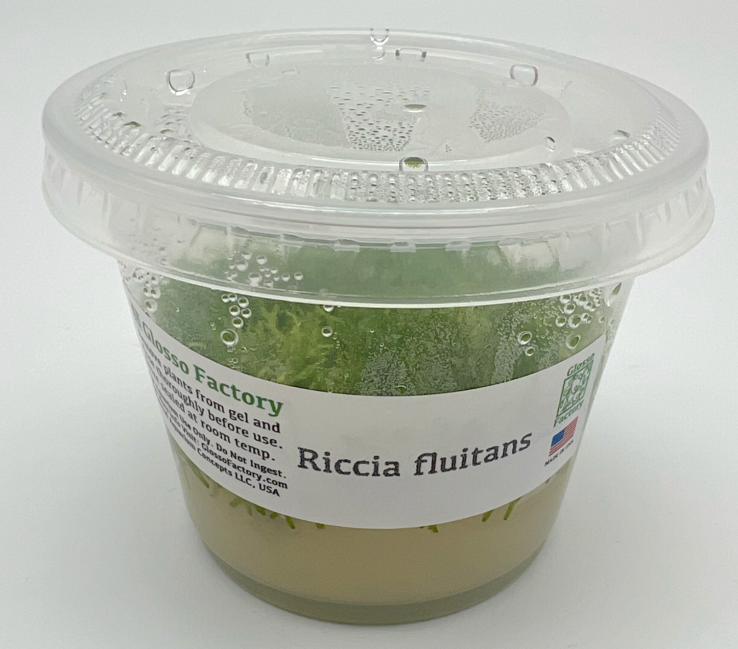 Riccia fluitans, 3" cup